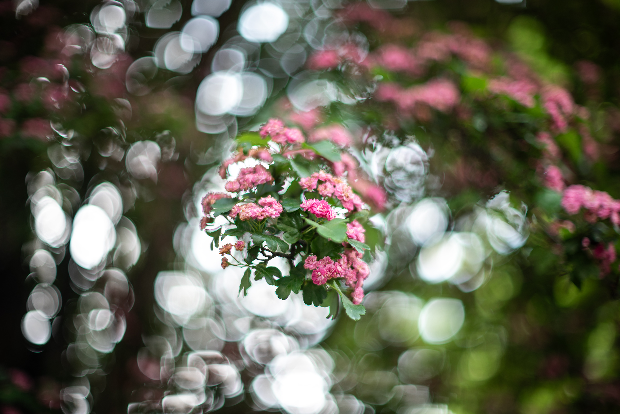 Nikkor 50mm F1.2 AI-s na lustrzance Nikon D750