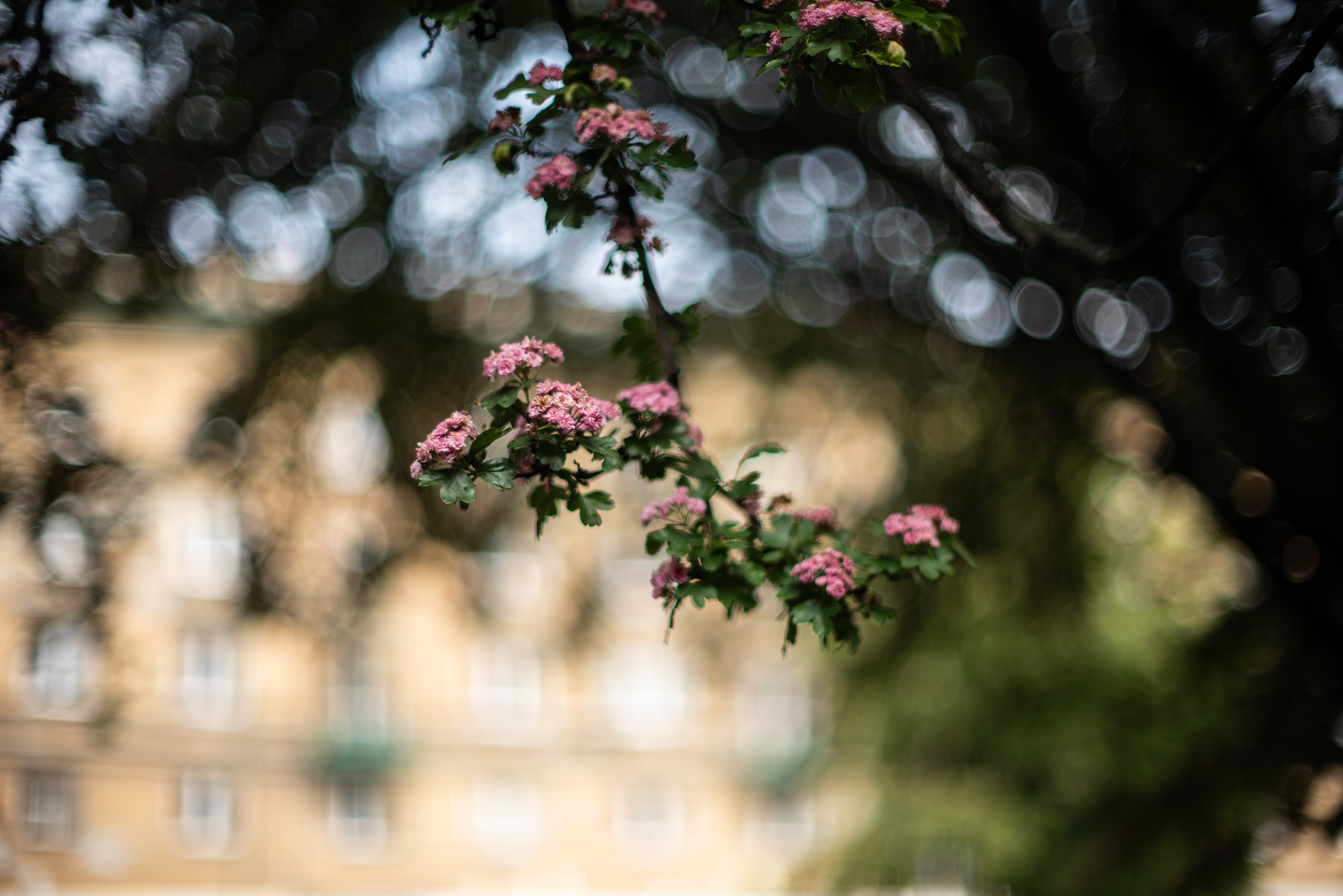 Nikkor 50mm F1.2 AI-s na lustrzance Nikon D750