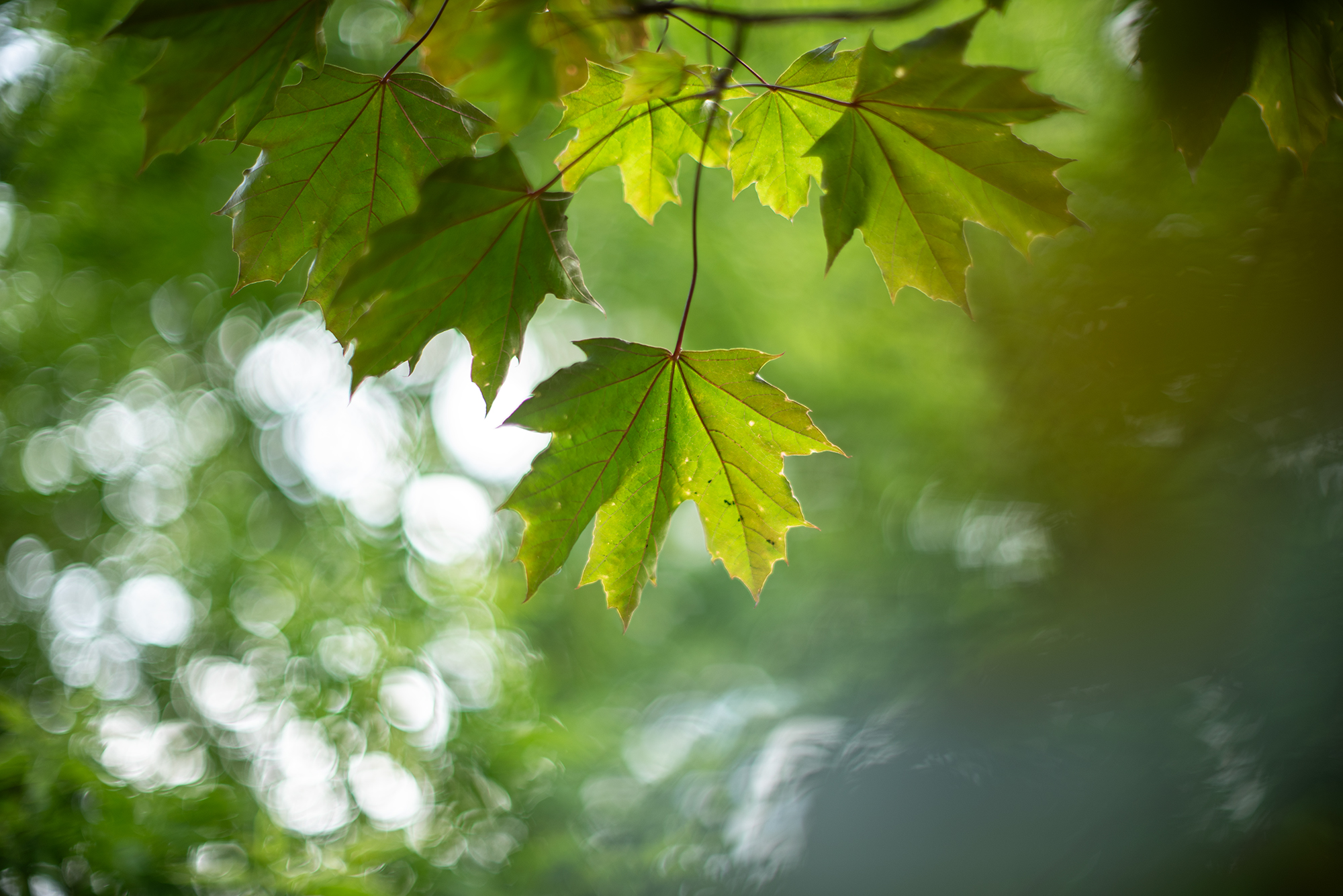 Nikkor 50mm F1.2 AI-s na lustrzance Nikon D750