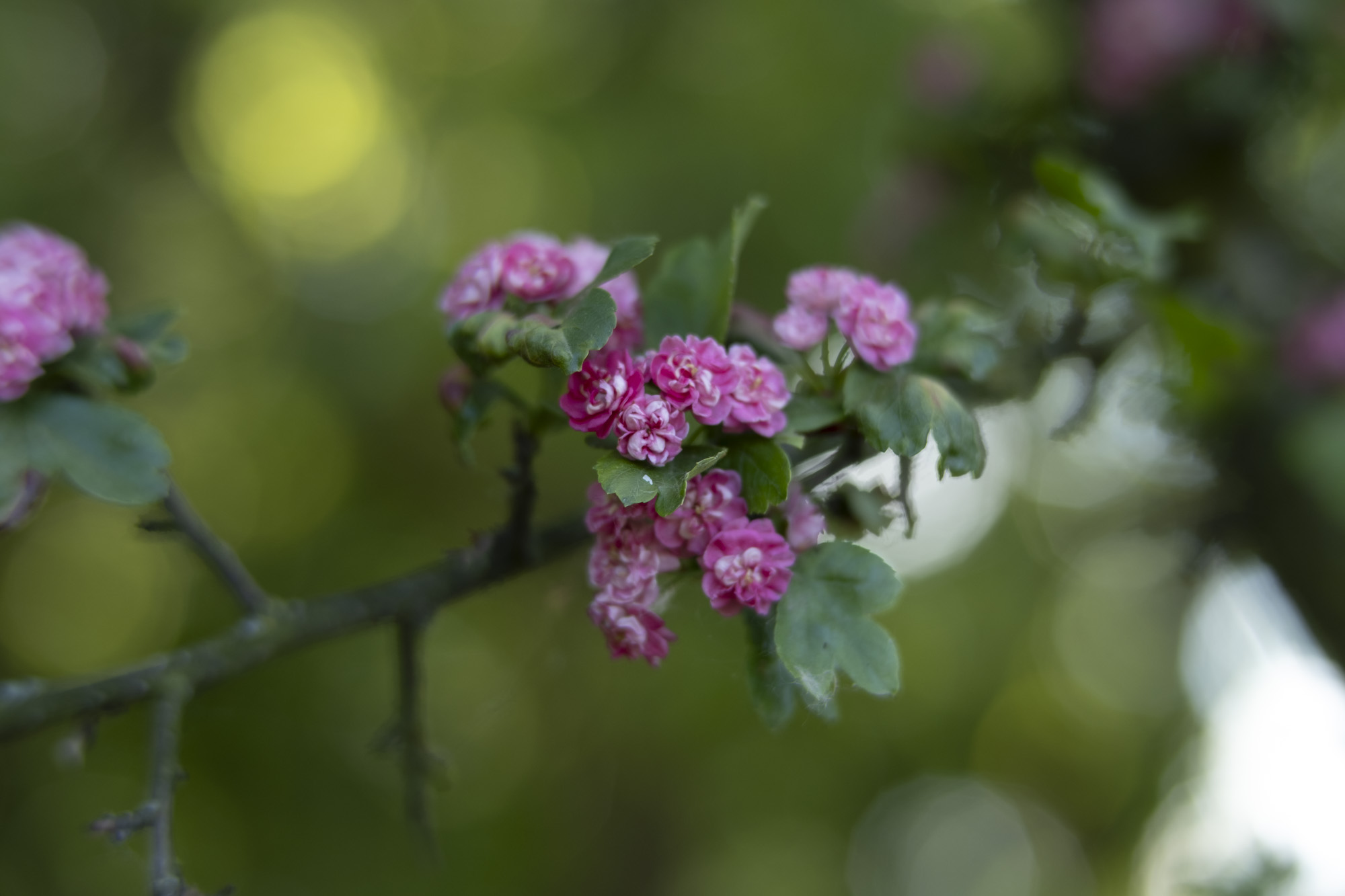 Voigtlander Nokton 50mm F1.2
