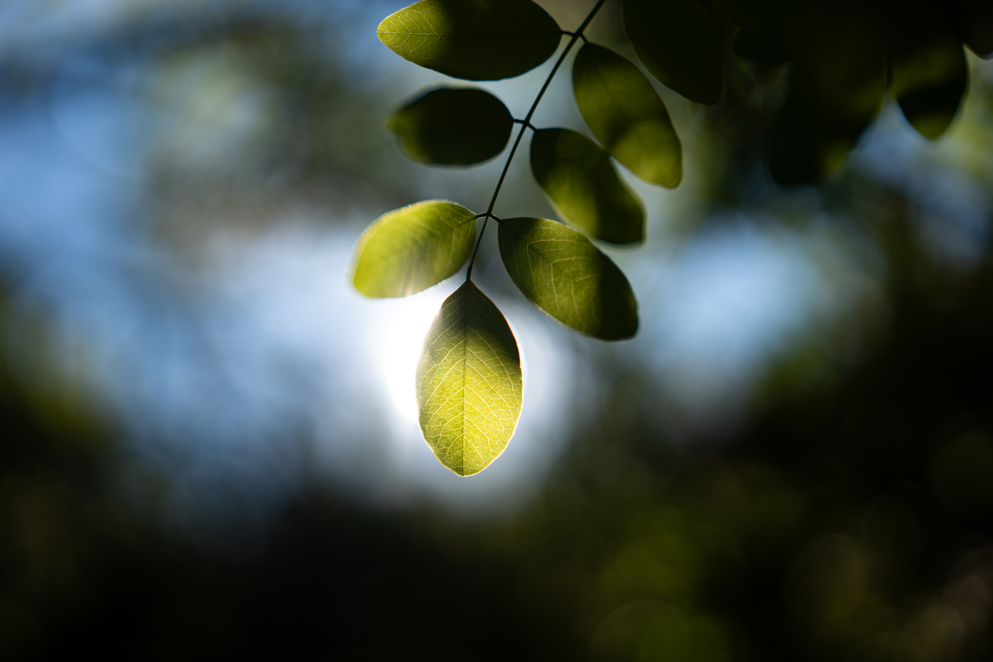 Sigma A 35mm F1.4 DG DN Art