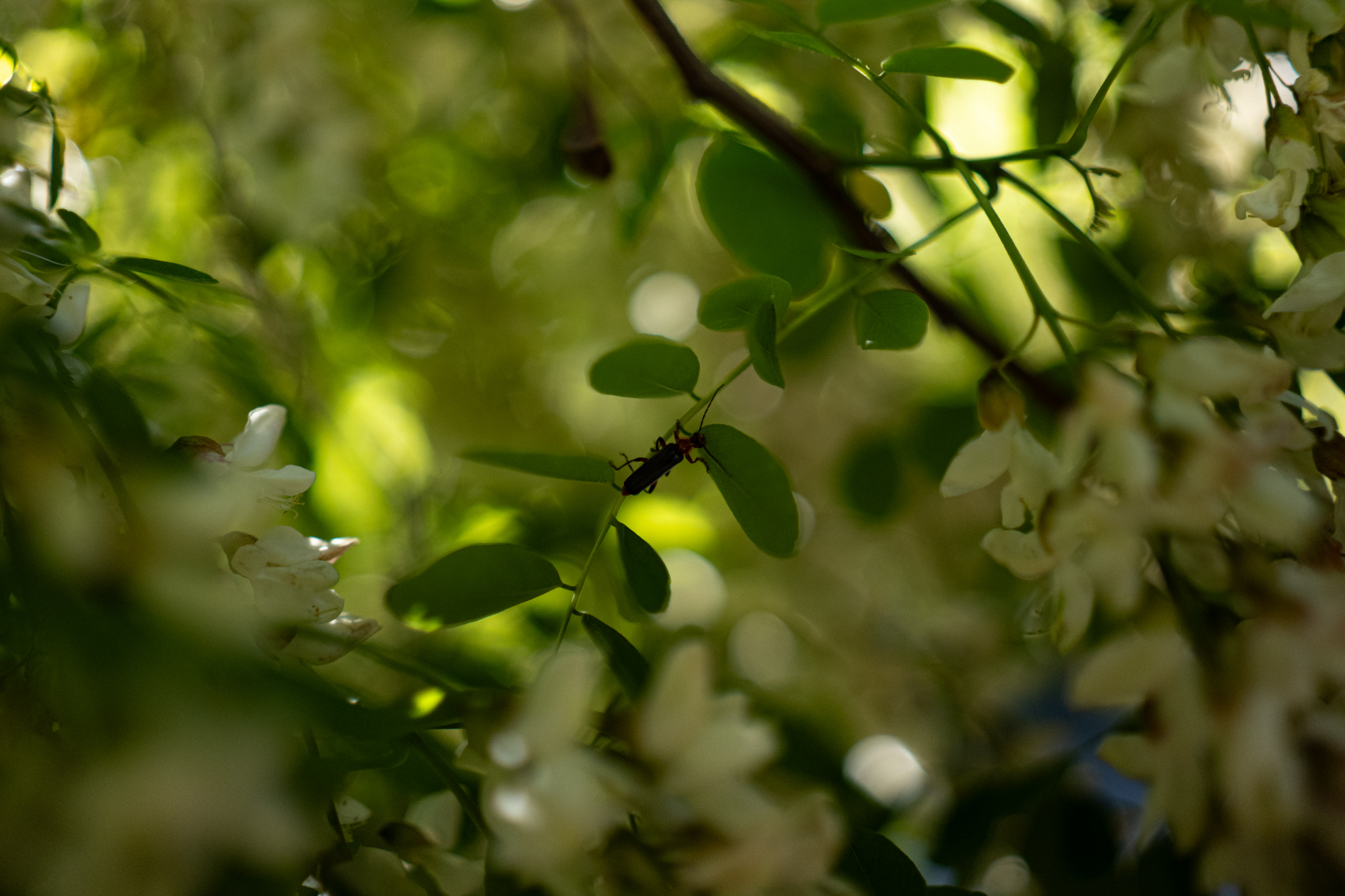 Sigma A 35mm F1.4 DG DN Art