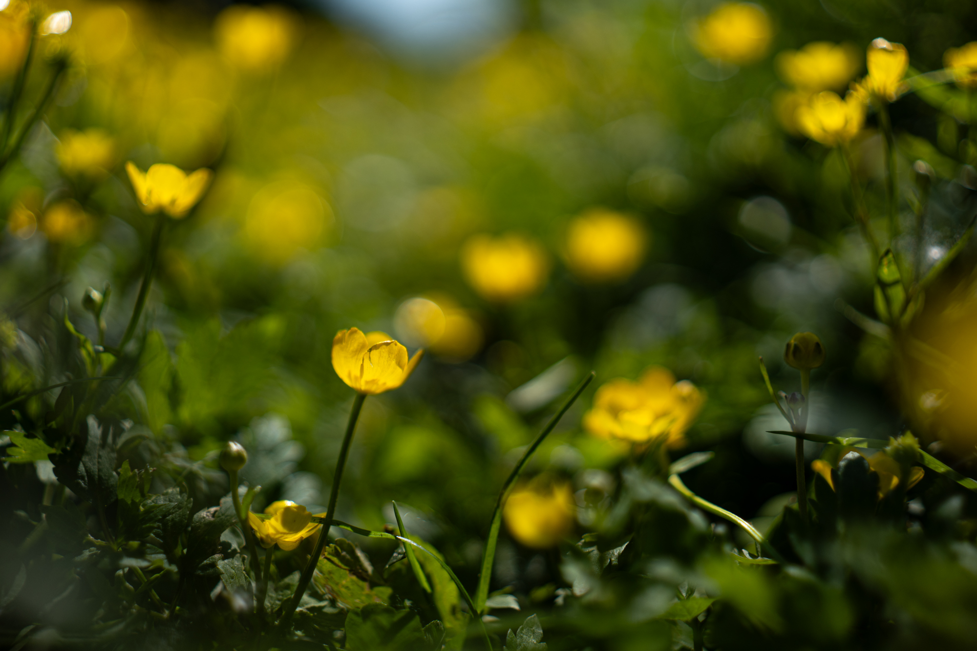 Sigma A 35mm F1.4 DG DN Art