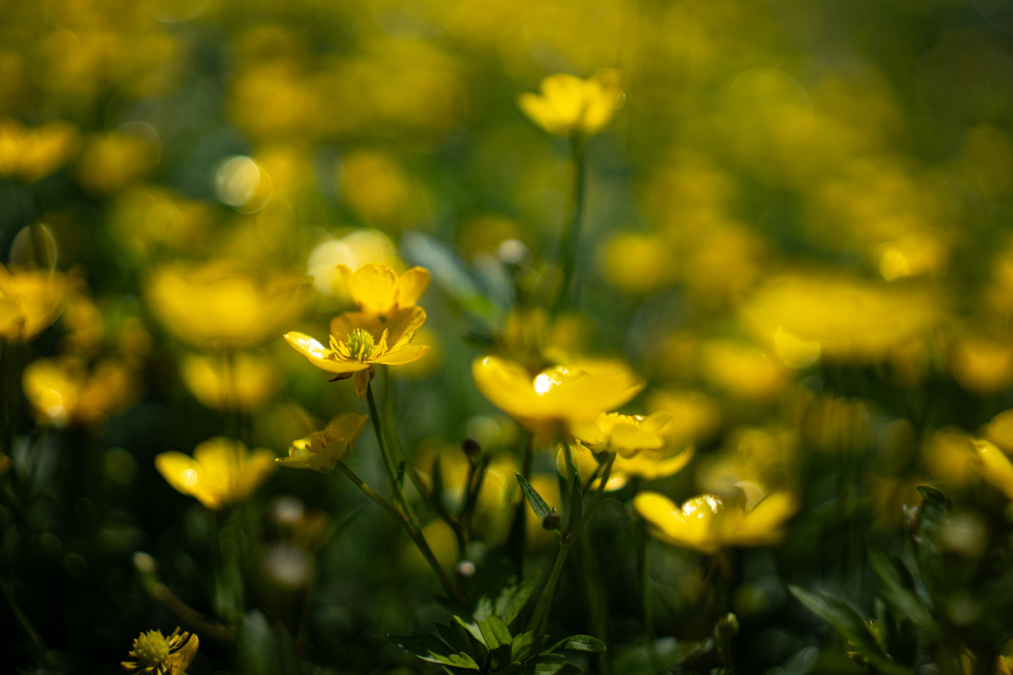 Sigma A 35mm F1.4 DG DN Art