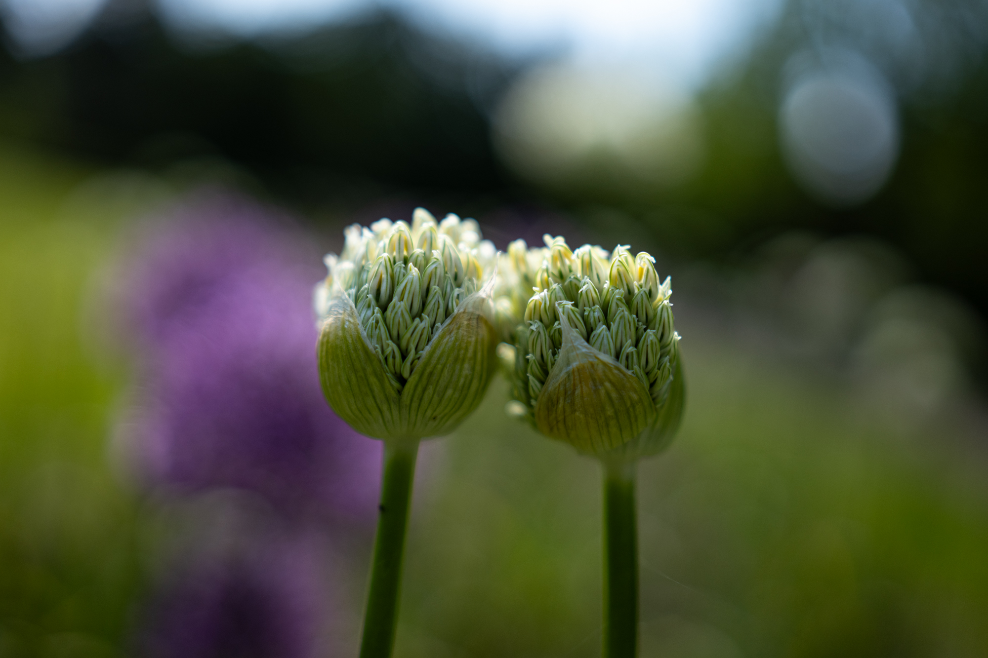 Sigma A 35mm F1.4 DG DN Art