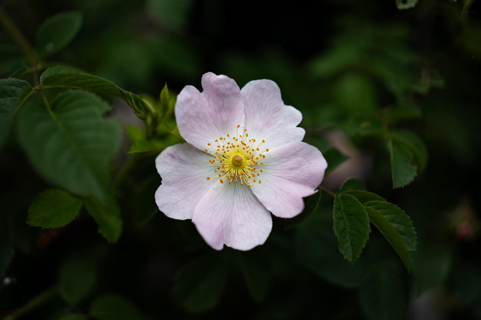 Sigma A 35mm F1.4 DG DN Art