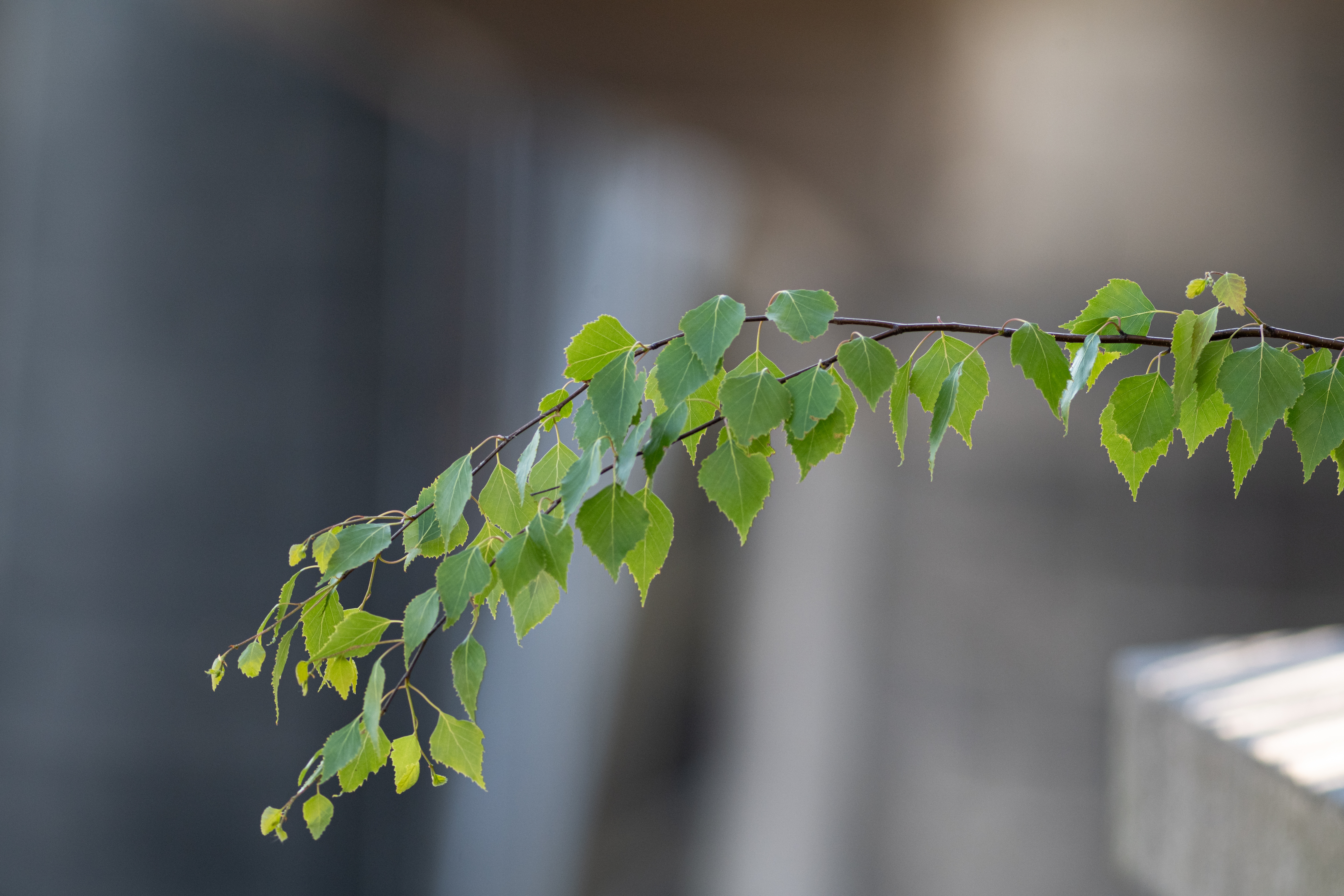TTArtisan 500mm F6.3 ED