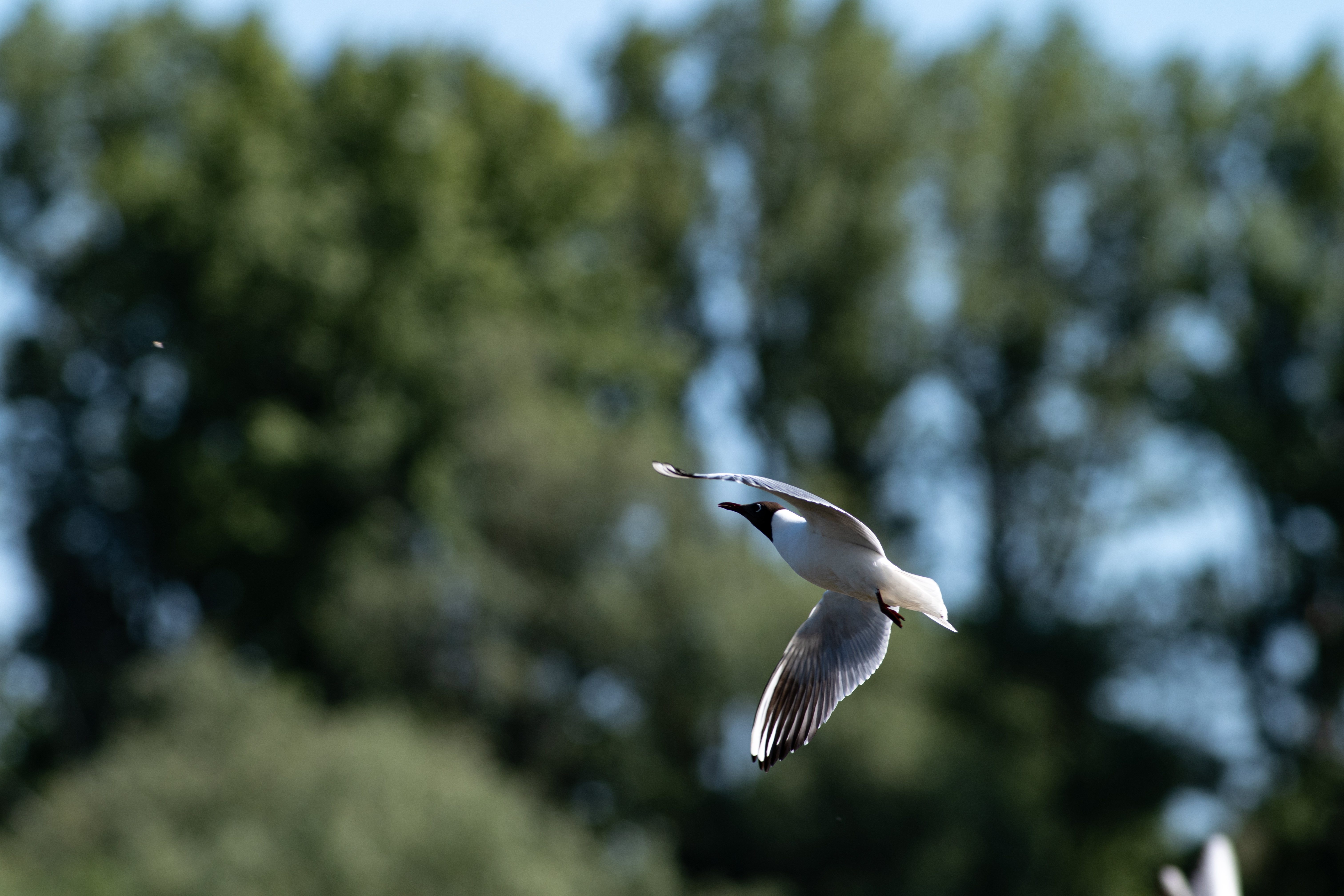 TTArtisan 500mm F6.3 ED