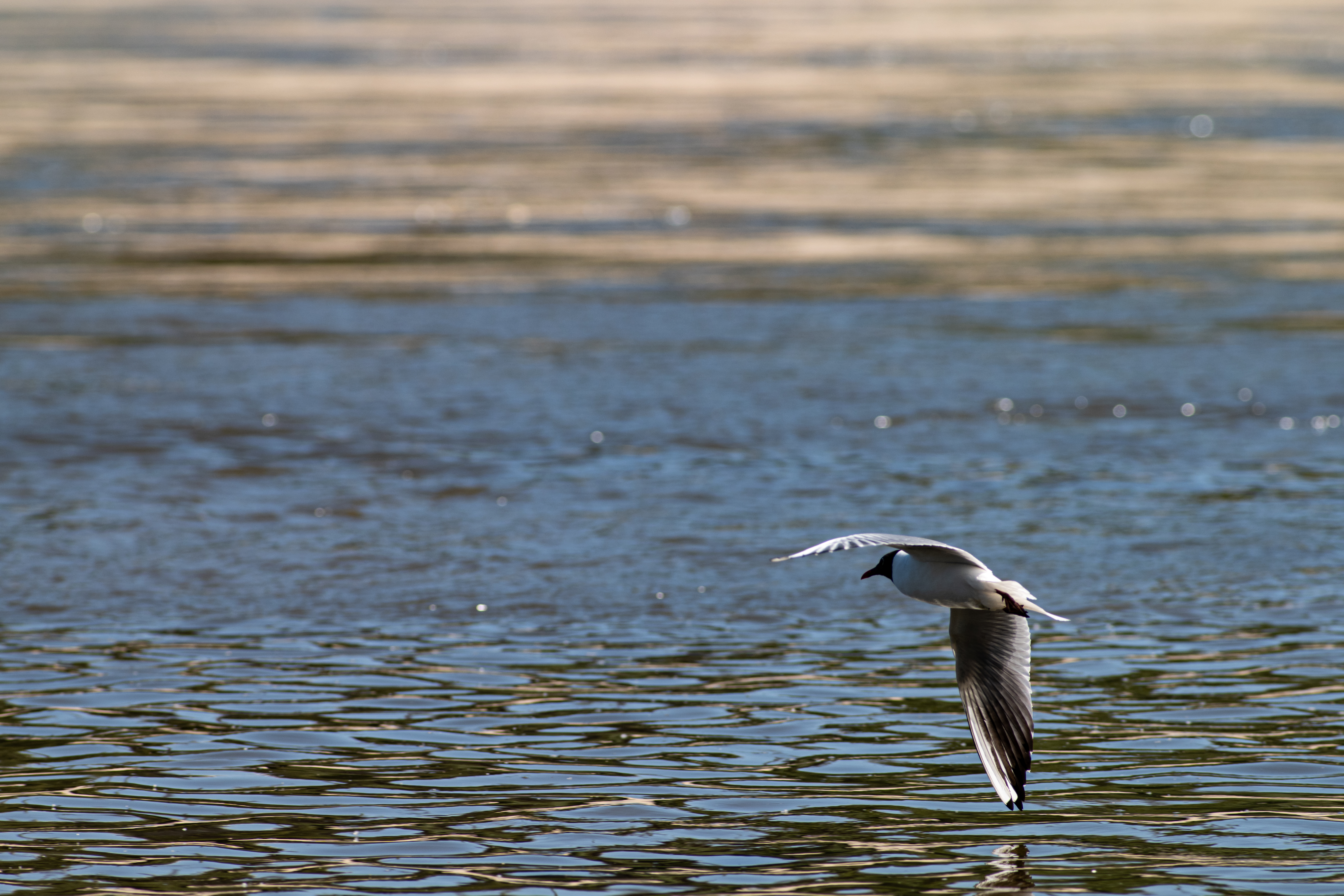 TTArtisan 500mm F6.3 ED