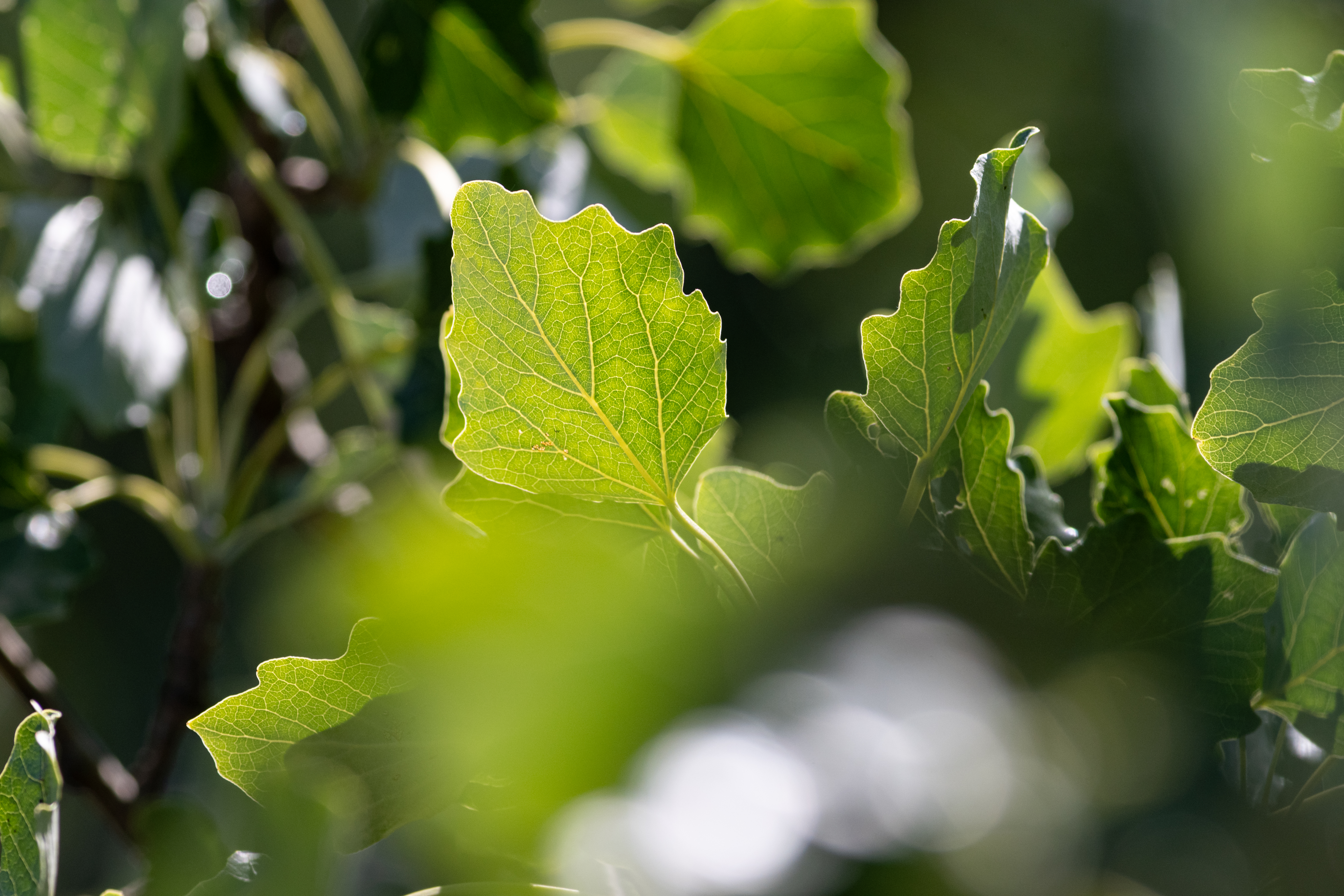 TTArtisan 500mm F6.3 ED