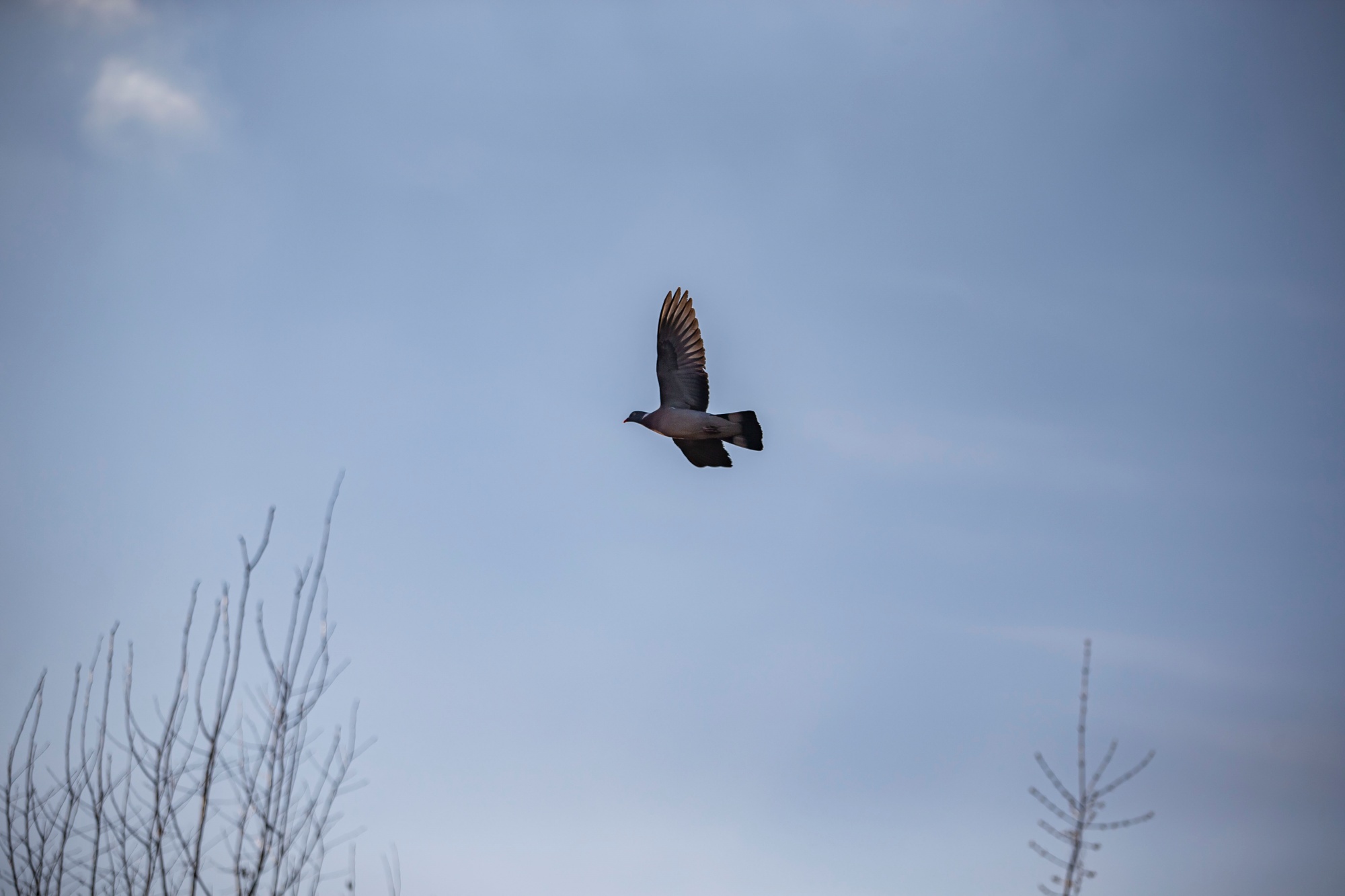 Tamron 70-200mm D8u5015
