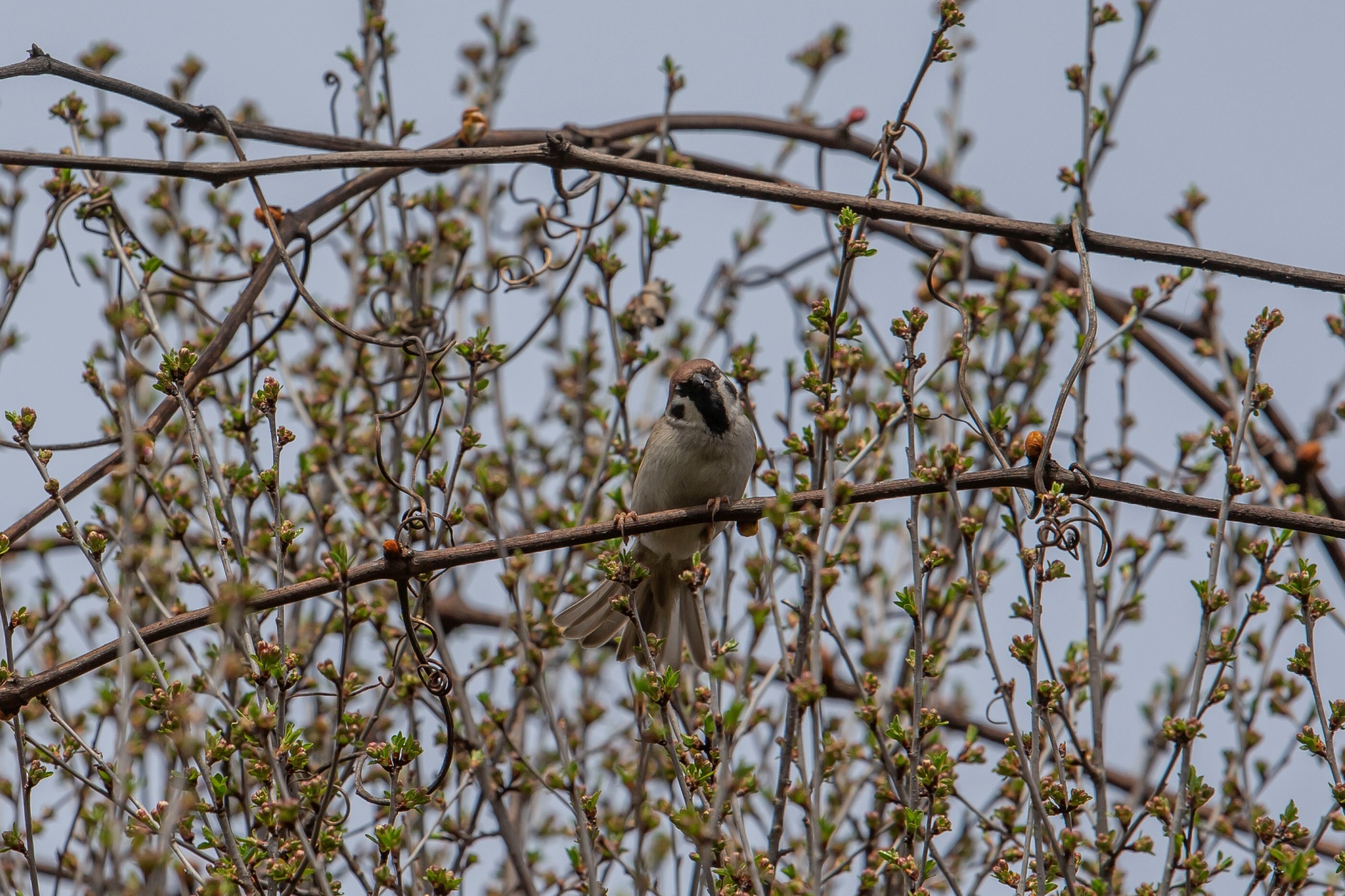Tamron 70-200mm D8u5873