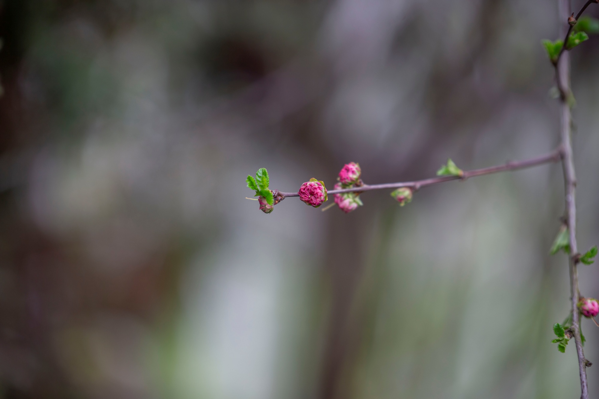 Tamron 70-200mm D8u5963