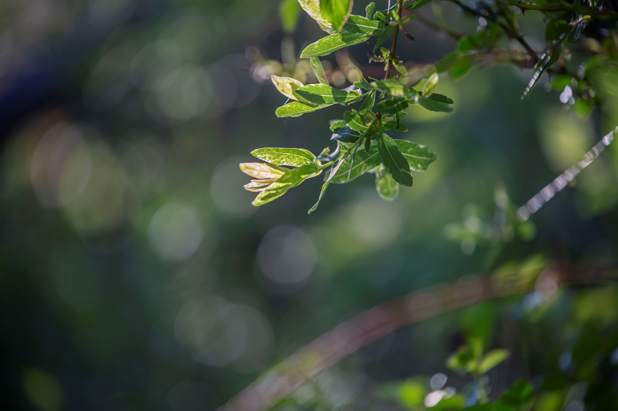 Tamron 70-200mm D8u6403
