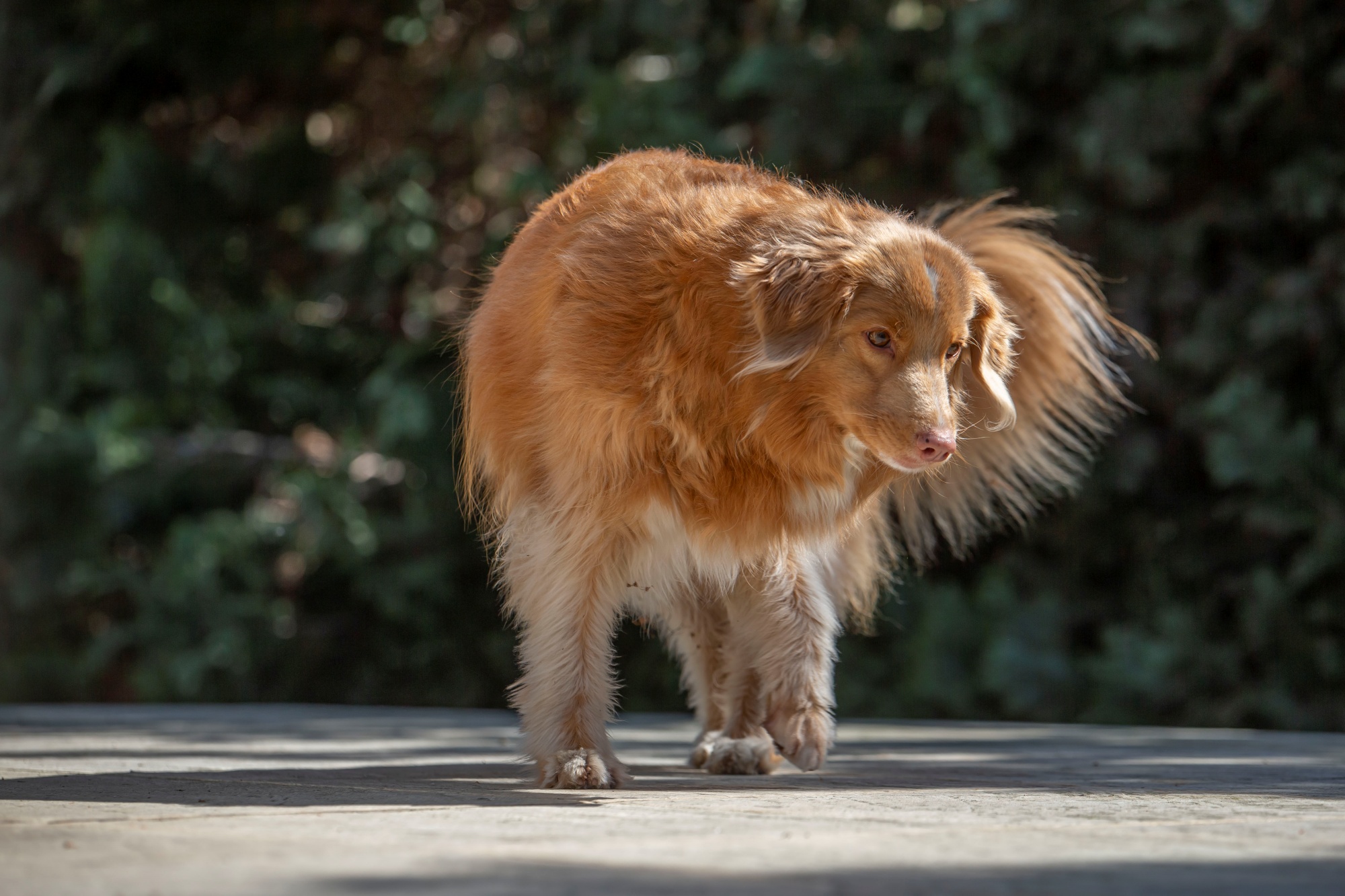 Tamron 70-200mm D8u8004