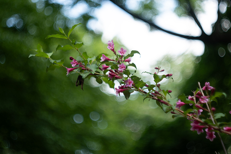 Biotar 58mm F2 - dziad, co rozorał Fujifilm X-H2 jak dzik szklarnię