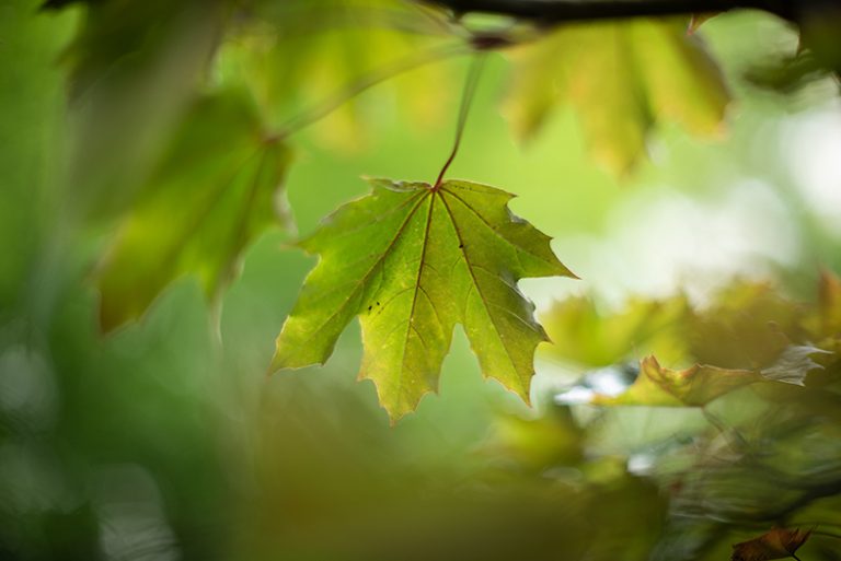 Obraz tak nierealny, że myślałem, że to sztuczna inteligencja - Nikkor 50mm F1.2 AI-s na lustrzance