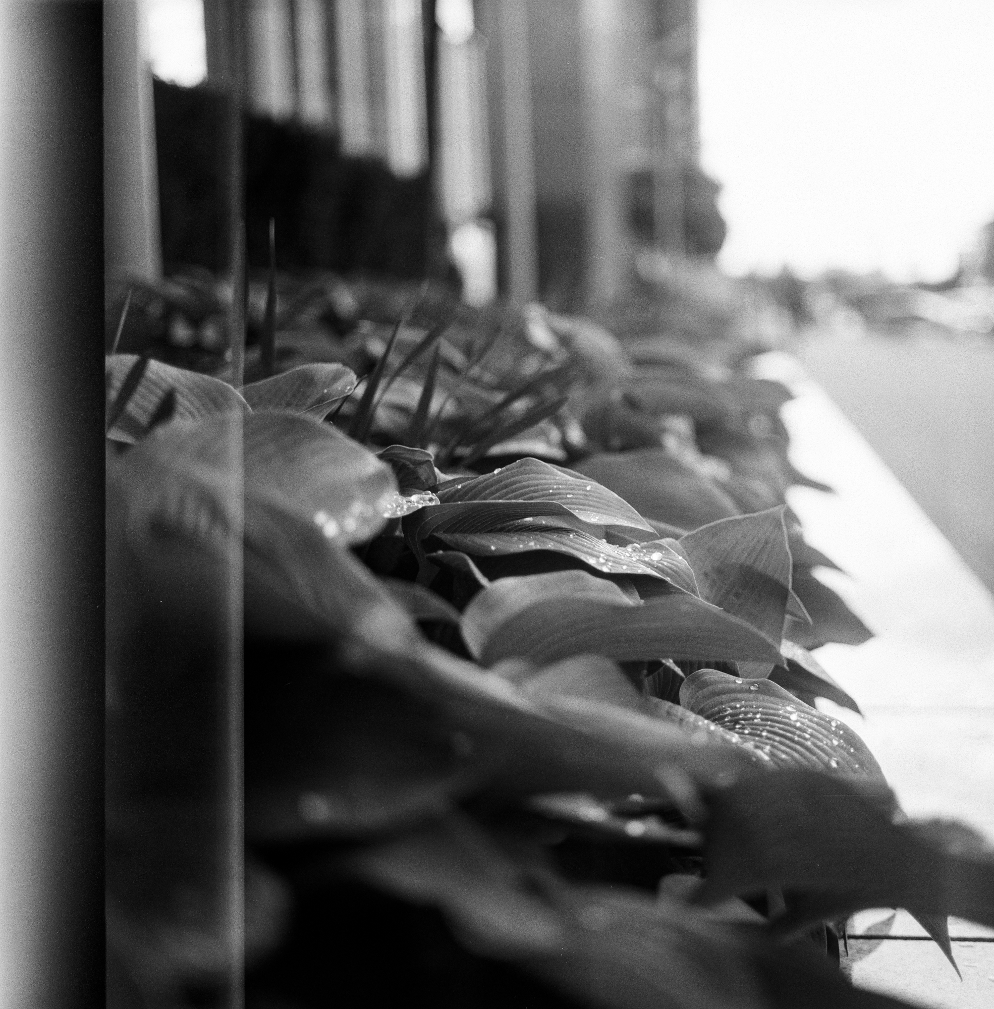 Mamiya 6 MF