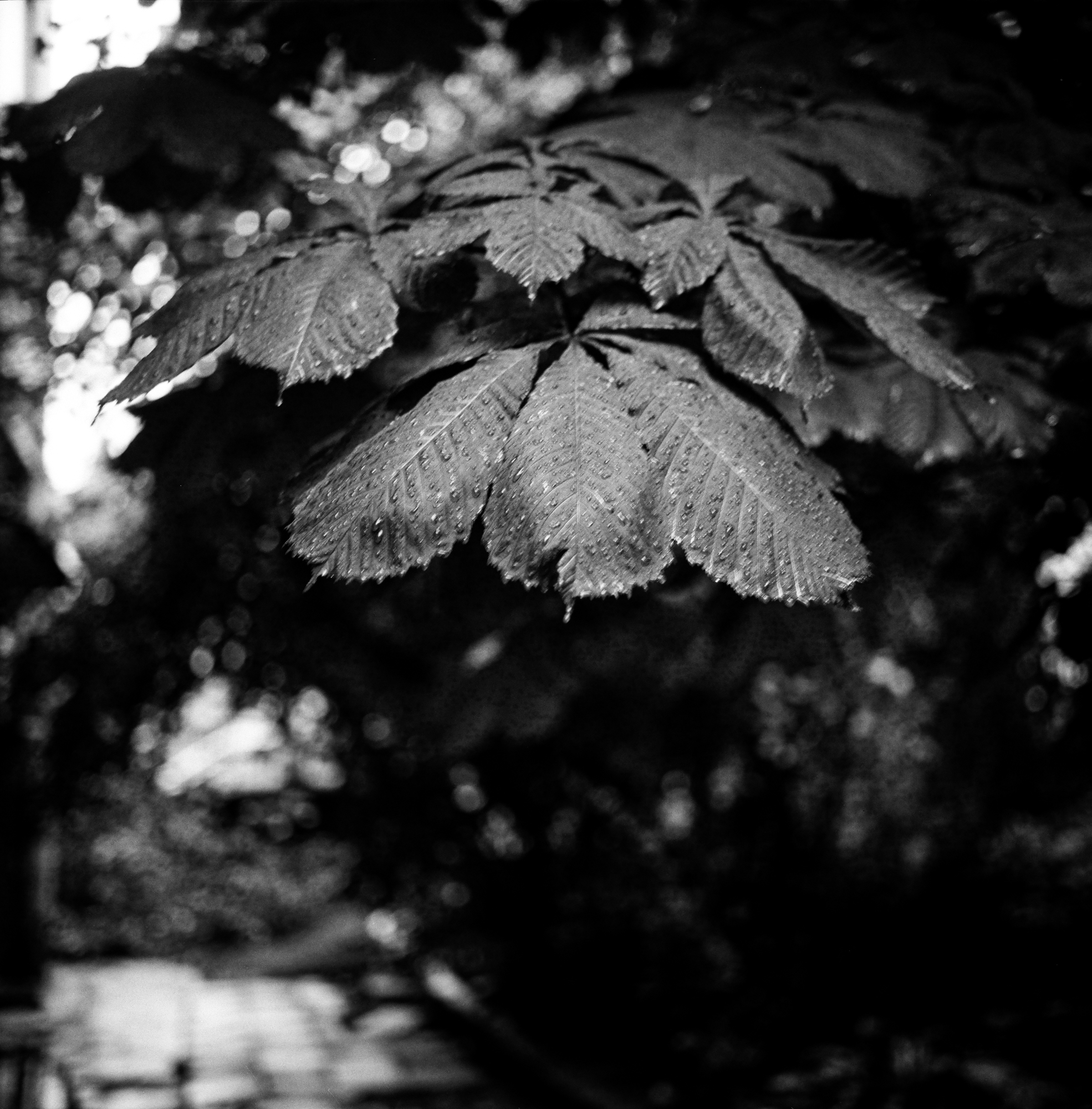Mamiya 6 MF