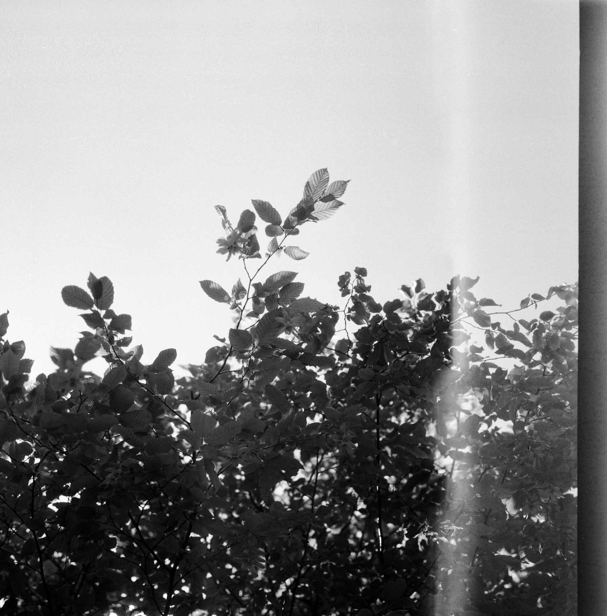 Mamiya 6 MF