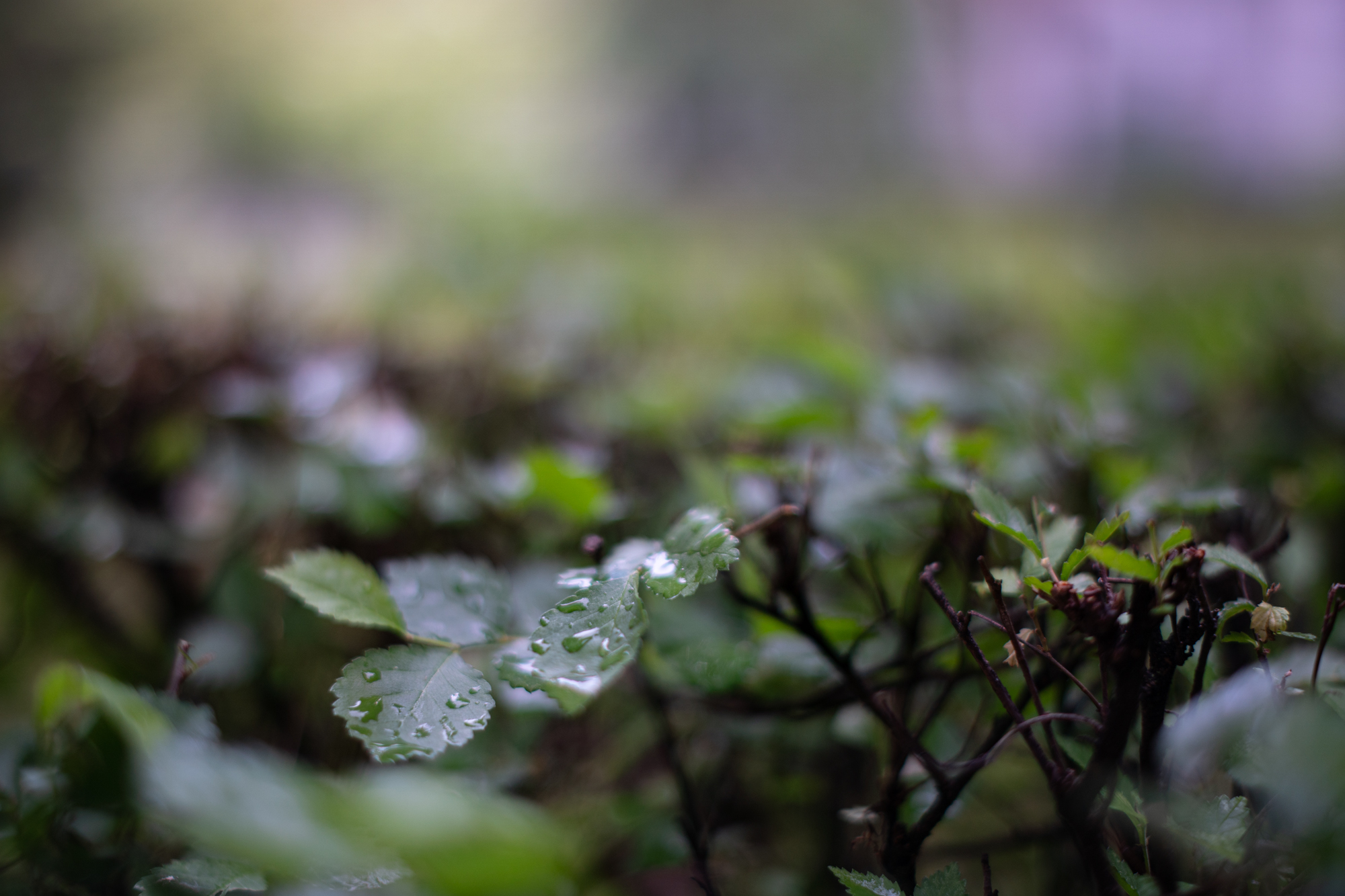 TTArtisan Tilt 35mm F1.4 APS-C