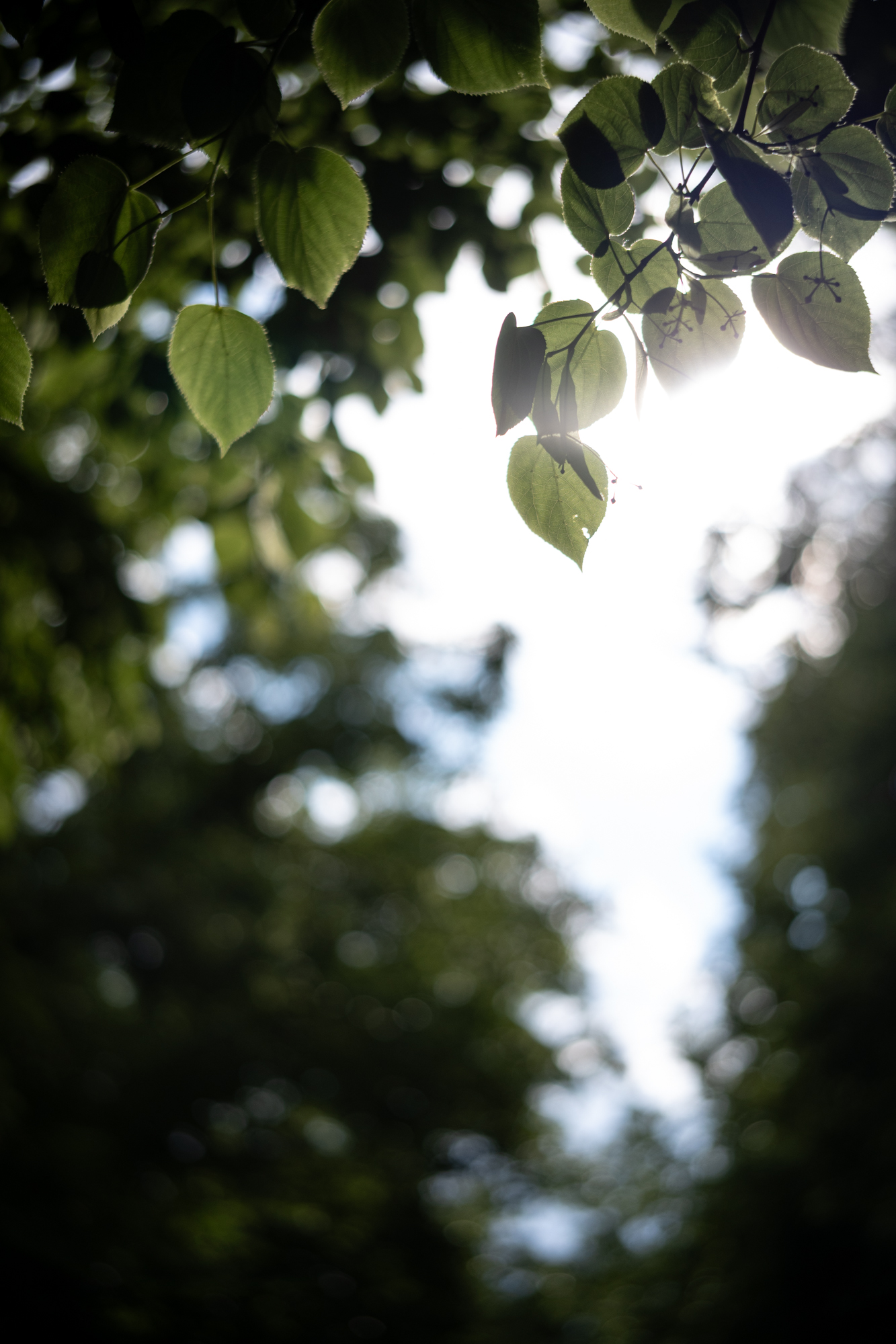 TTArtisan AF 35mm F1.8 ED II