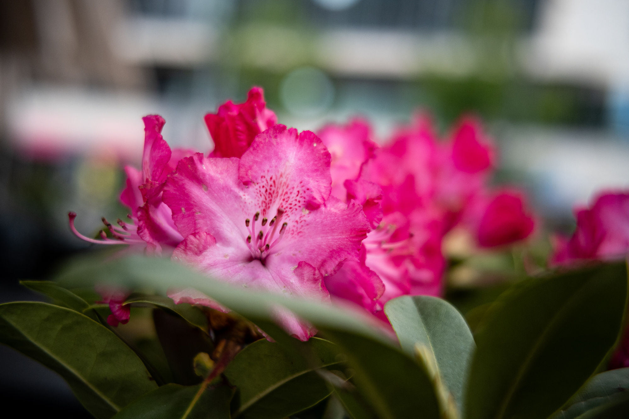 TTArtisan AF 35mm F1.8 ED II