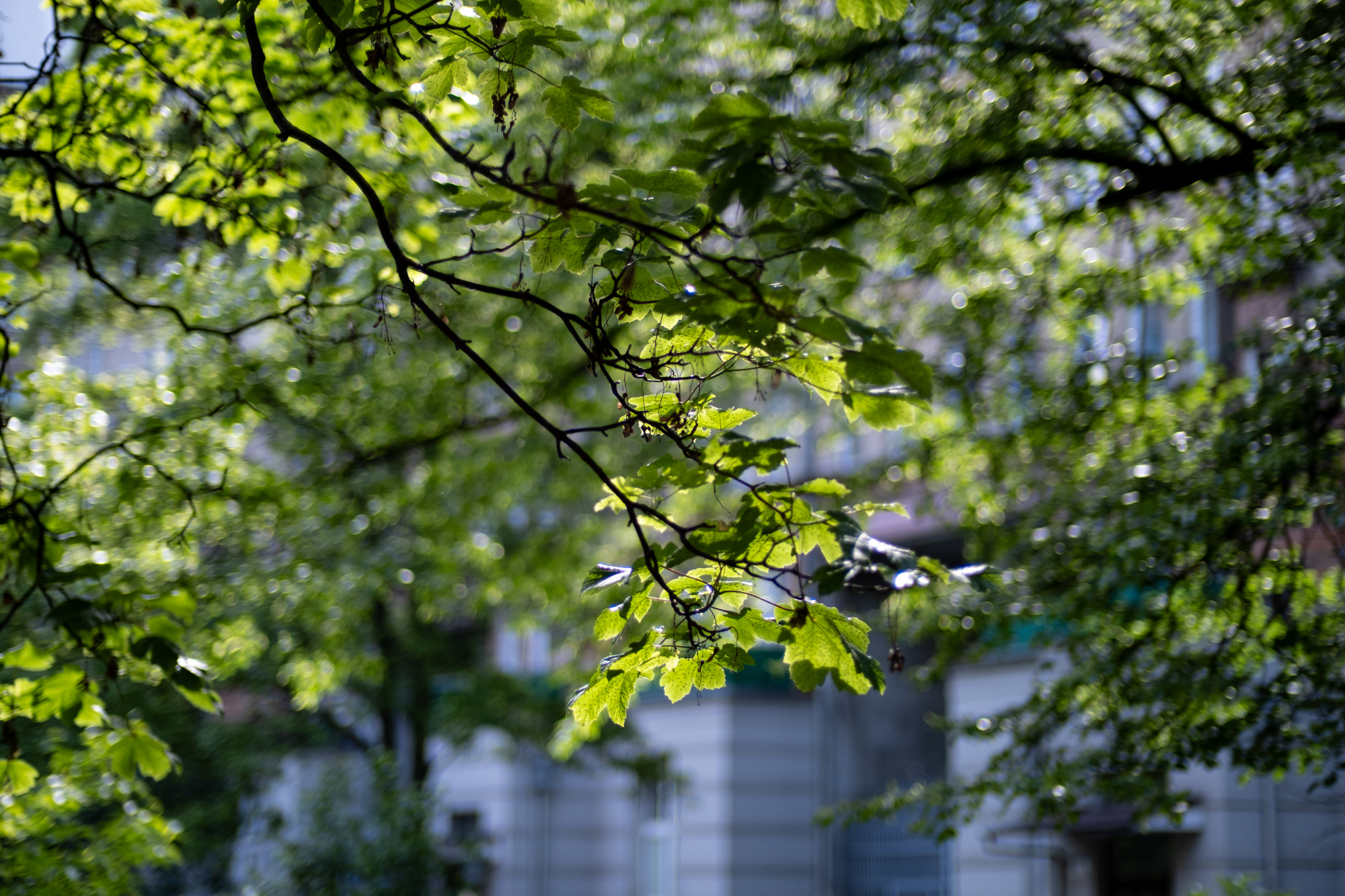 Voigtlander 50mm F1.2 Nokton