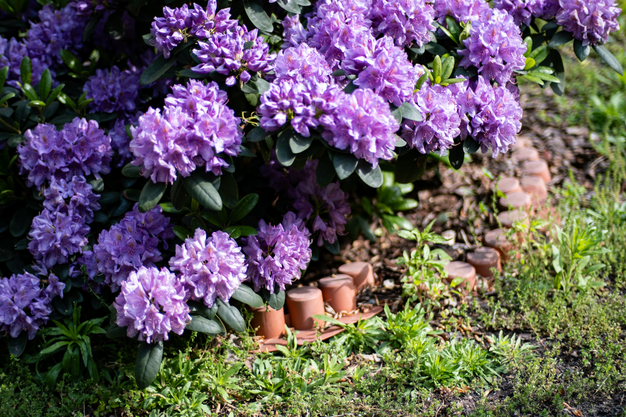 Voigtlander 50mm F1.2 Nokton