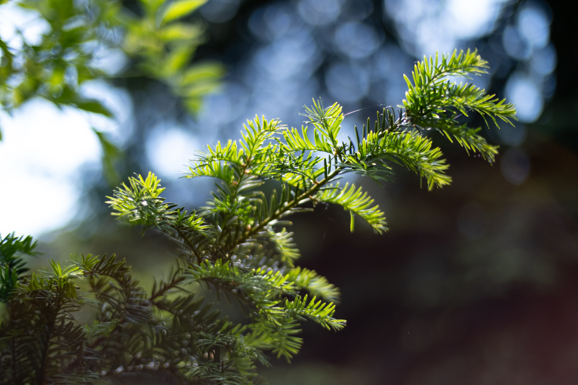 Voigtlander 50mm F1.2 Nokton
