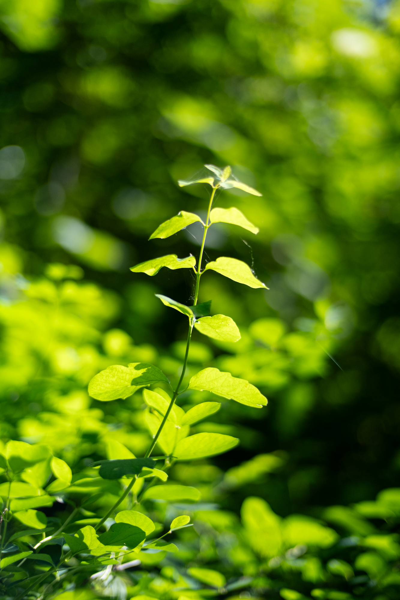 Voigtlander 50mm F1.2 Nokton