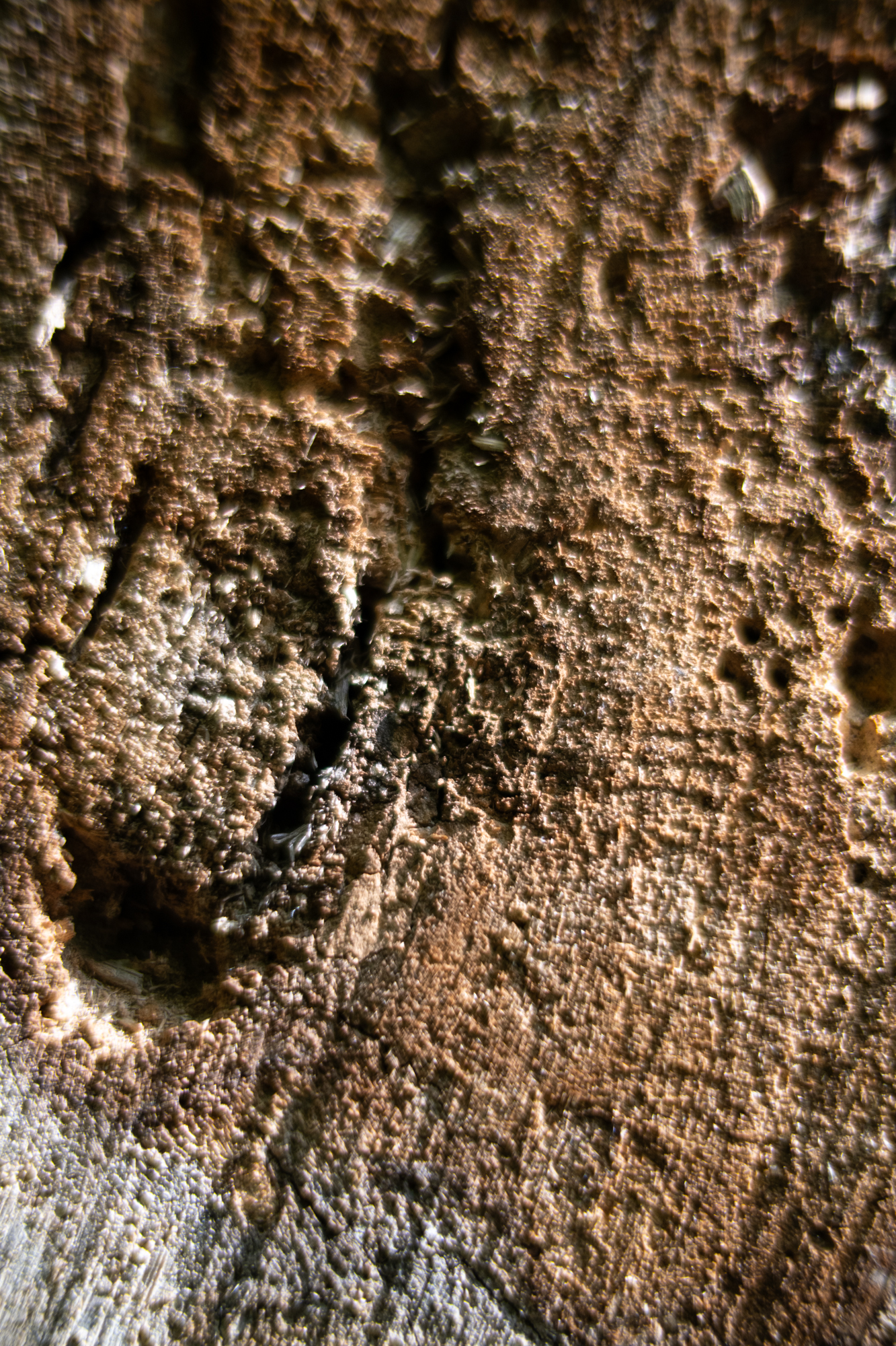 Voigtlander 50mm F1.2 Nokton