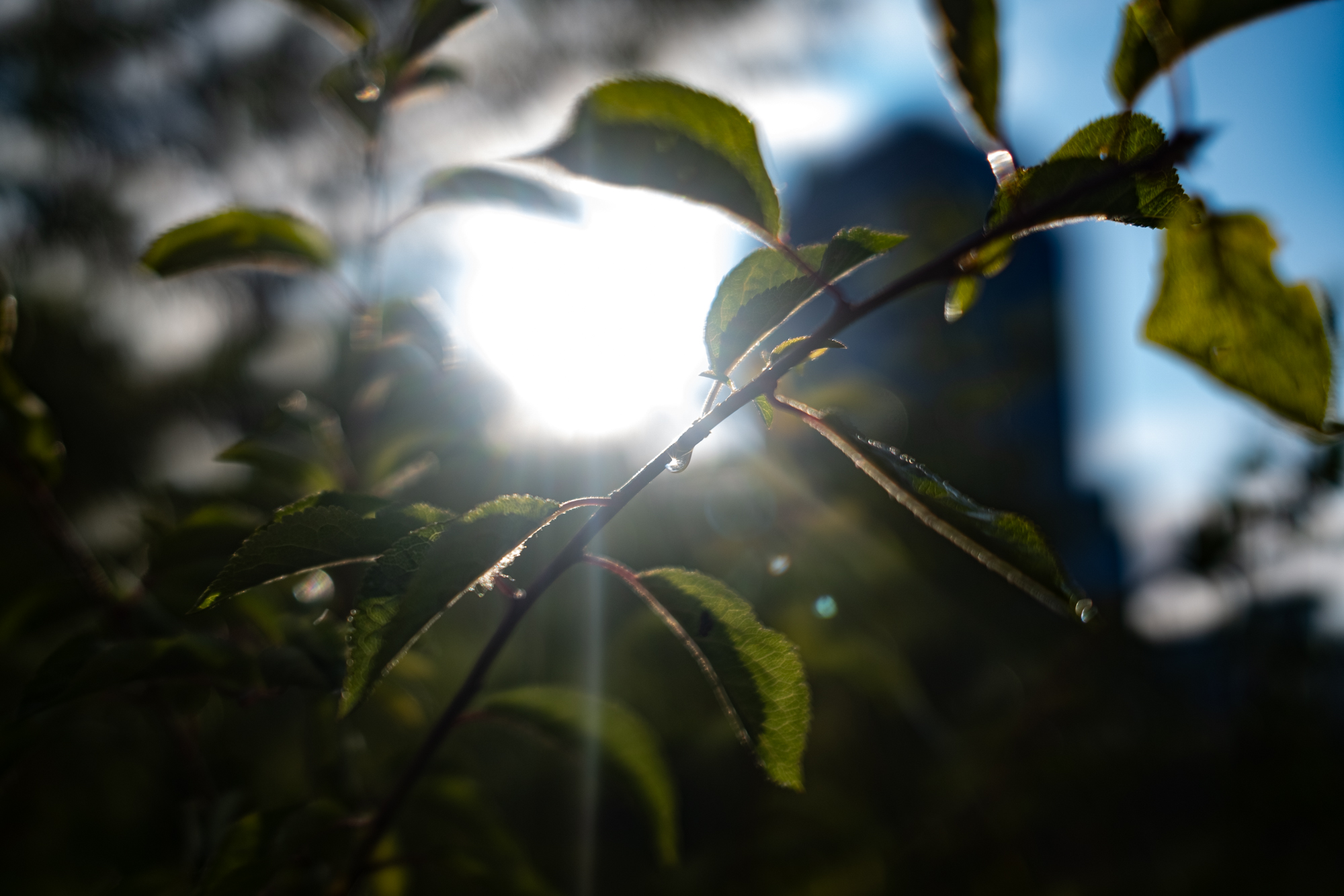 Fujifilm x100vi 2000px 3518