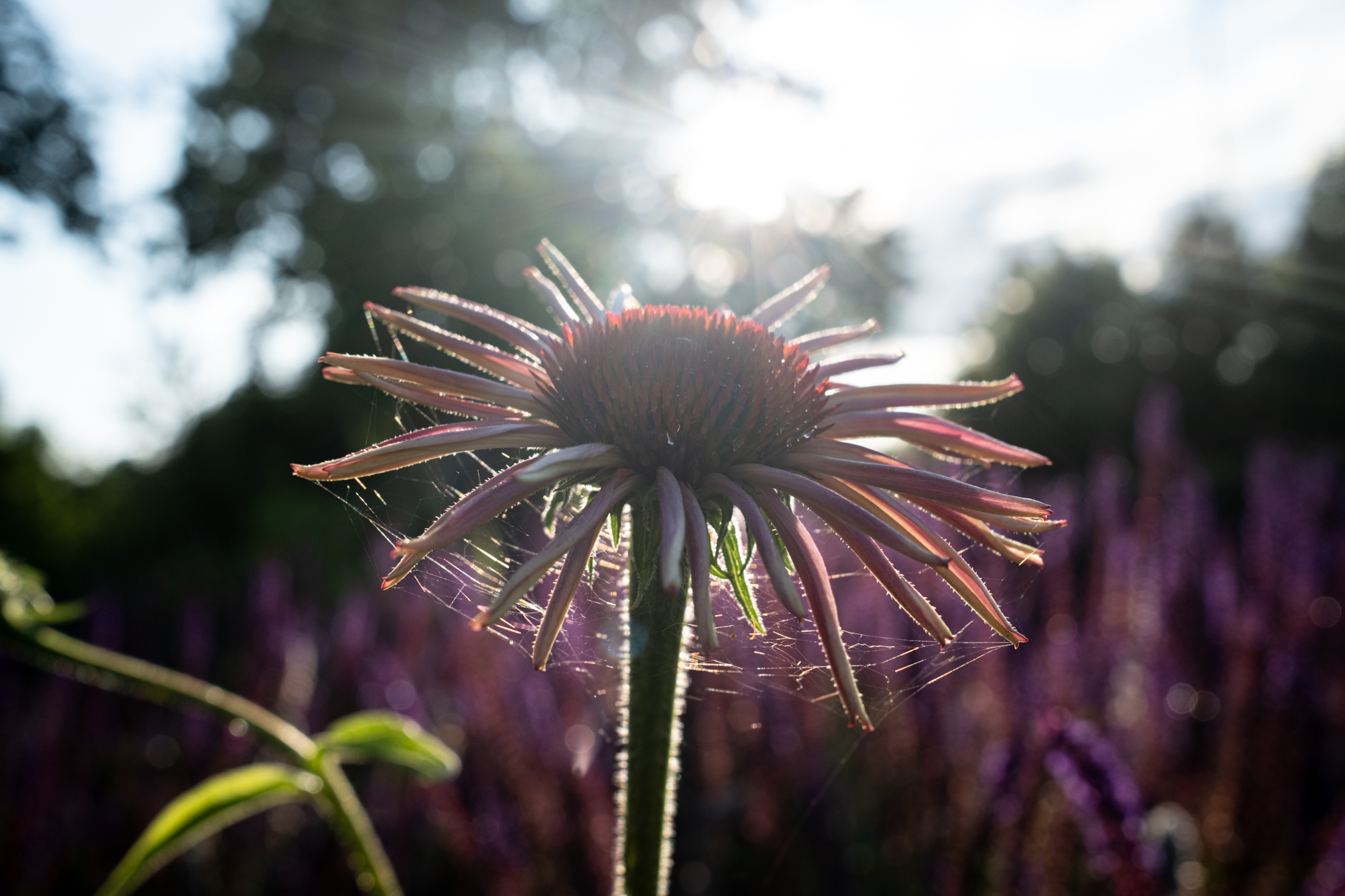 Fujifilm x100vi 2000px 3538