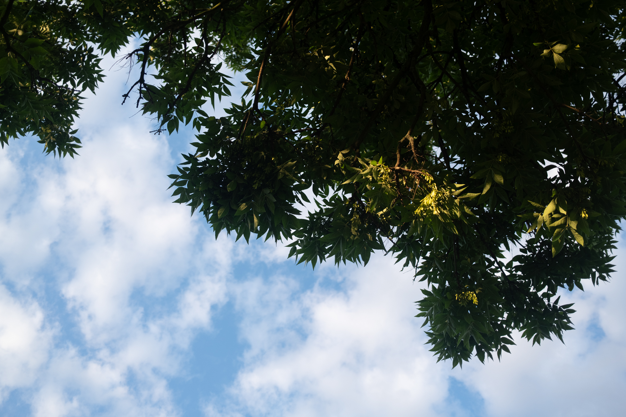 Fujifilm x100vi 2000px 3554