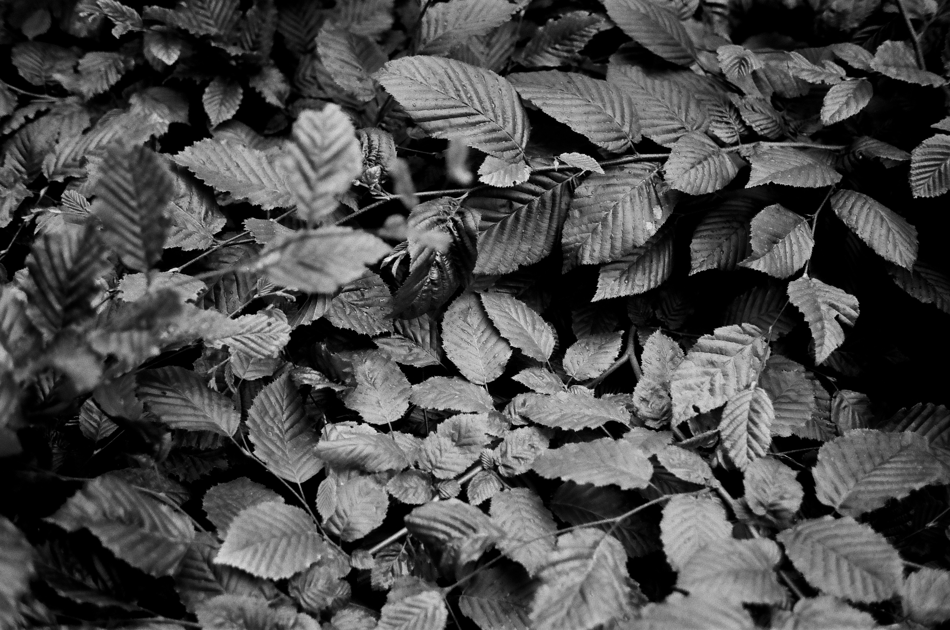 Rollei 35 SE