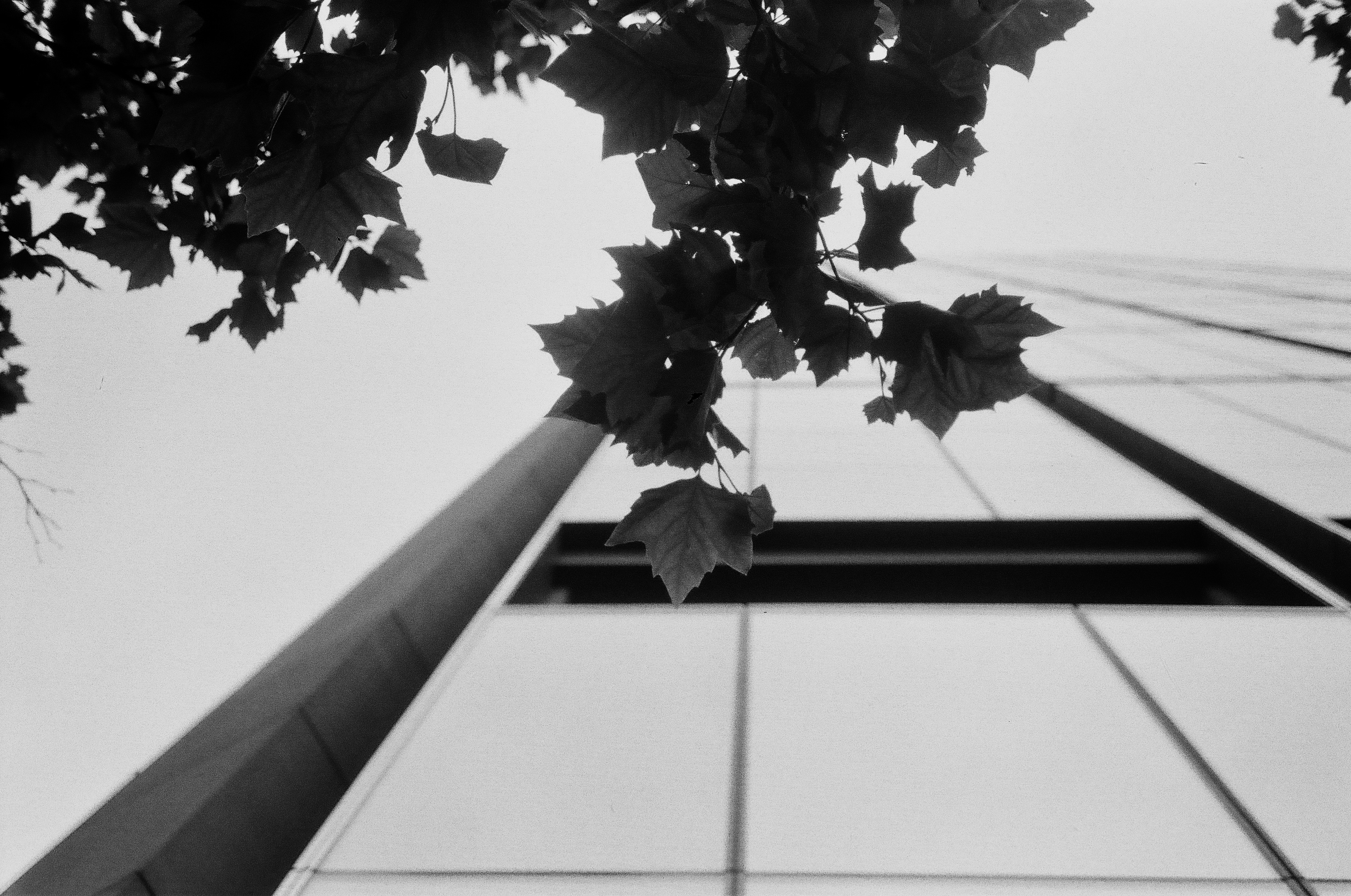 Rollei 35 SE