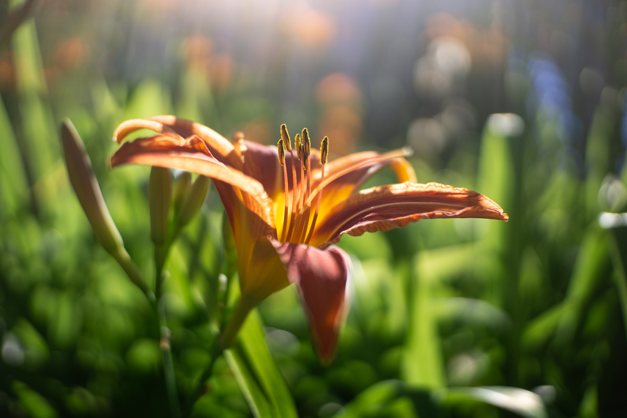 Ttartisan 25mm f2 sony a6000 2000px 2 7
