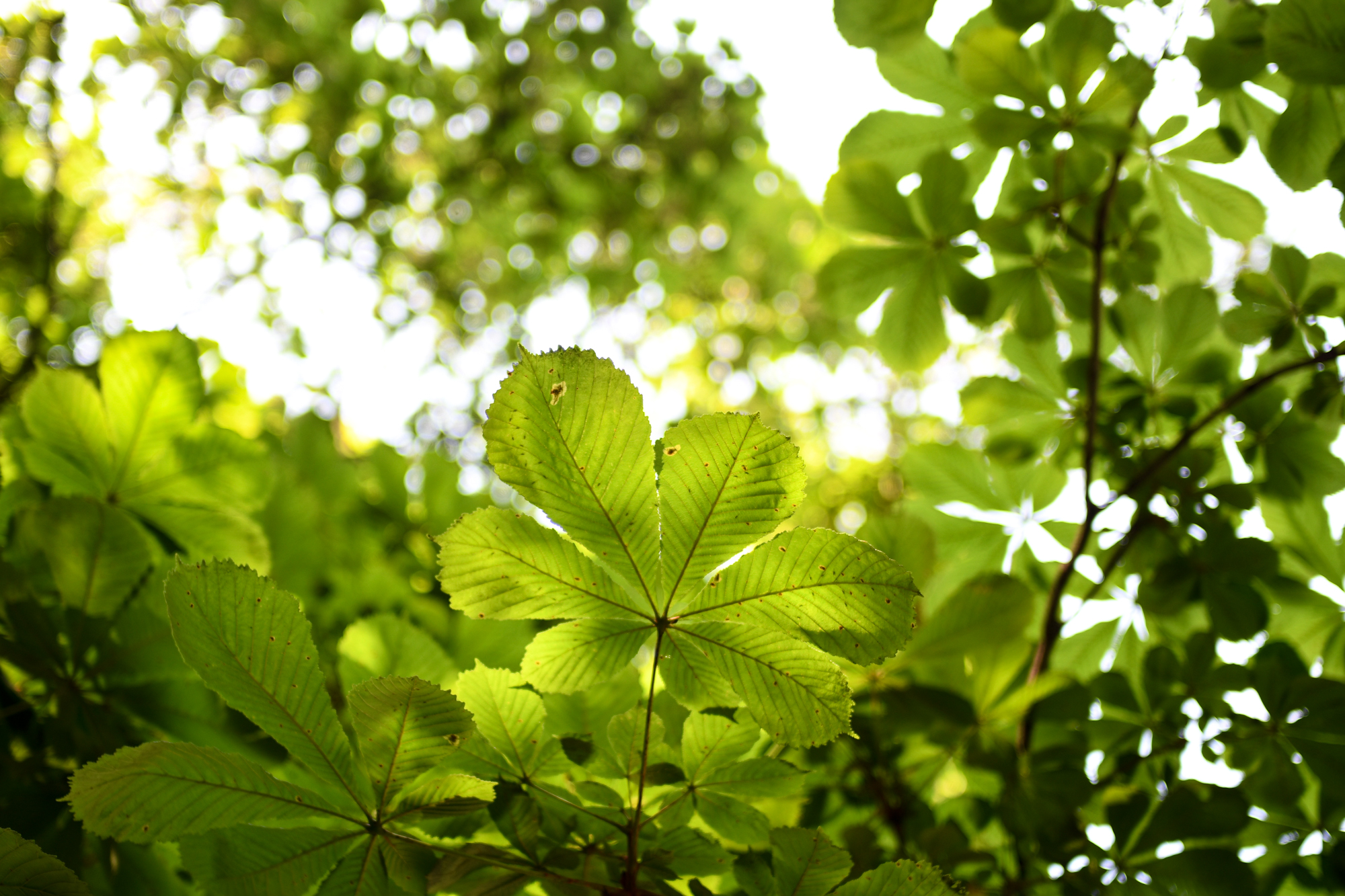 Voigtlander 40mm F2 Ultron SL IIs