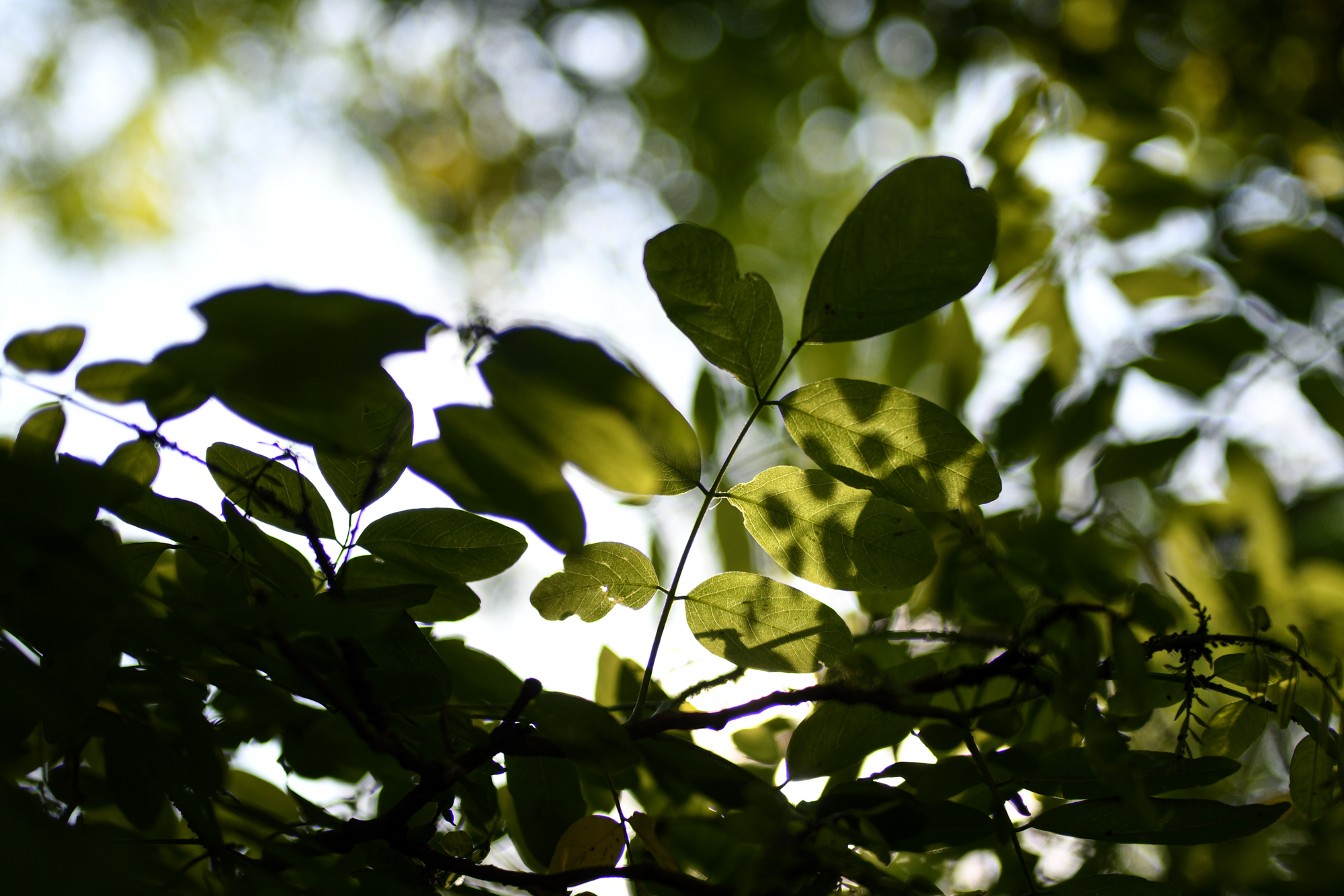 Voigtlander 40mm F2 Ultron SL IIs
