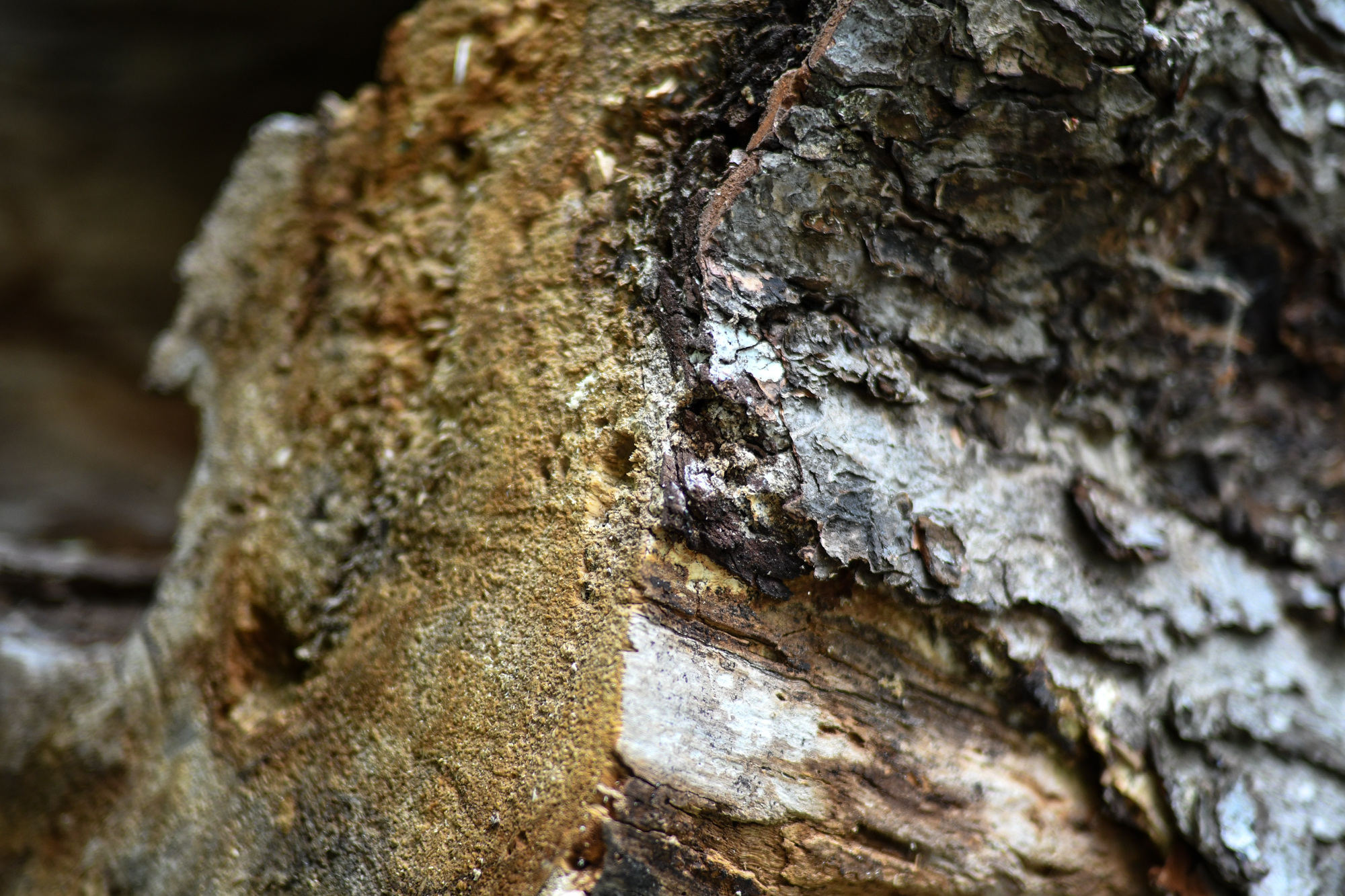 Voigtlander 40mm F2 Ultron SL IIs