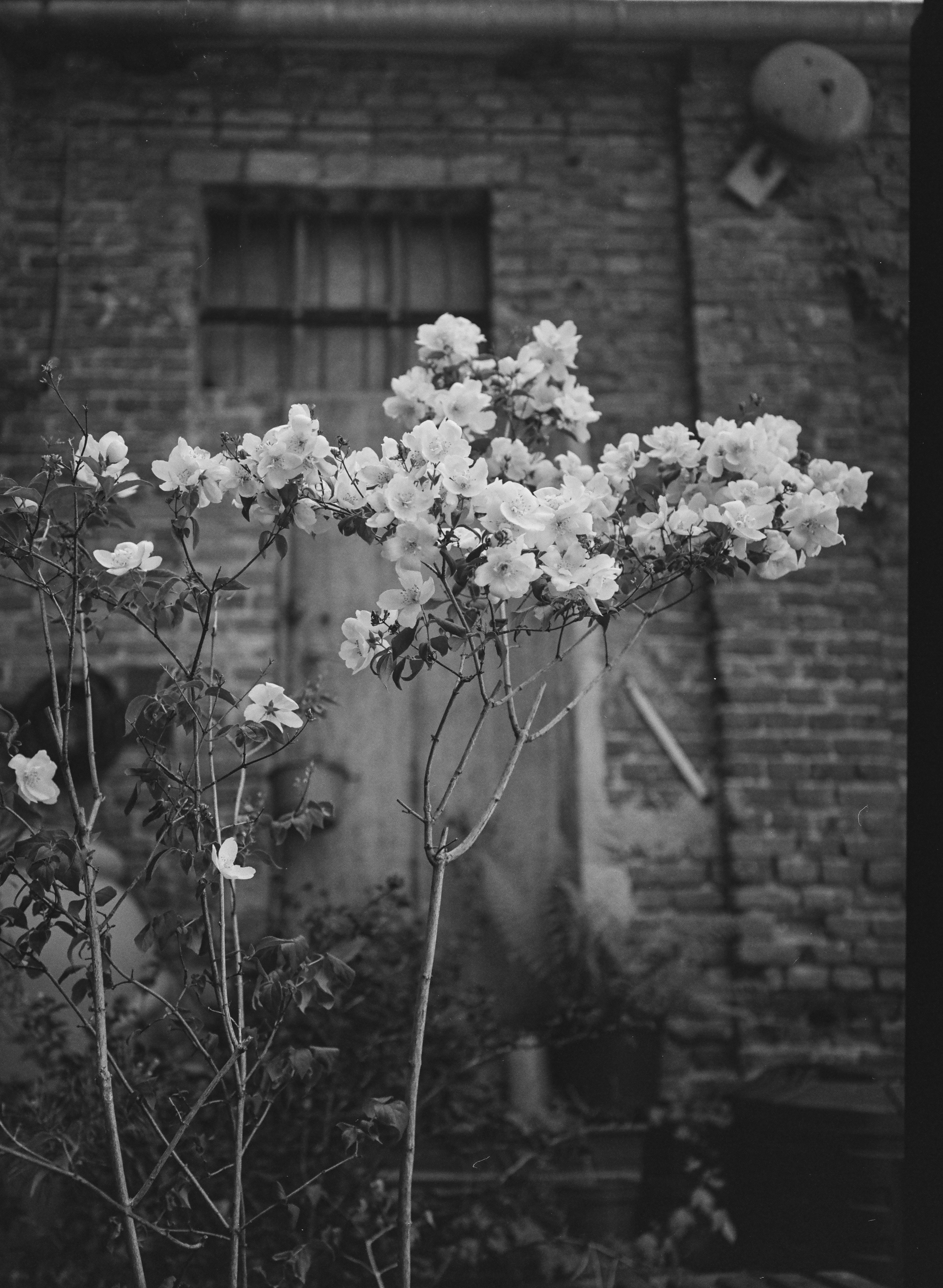 Fuji GA645Zi