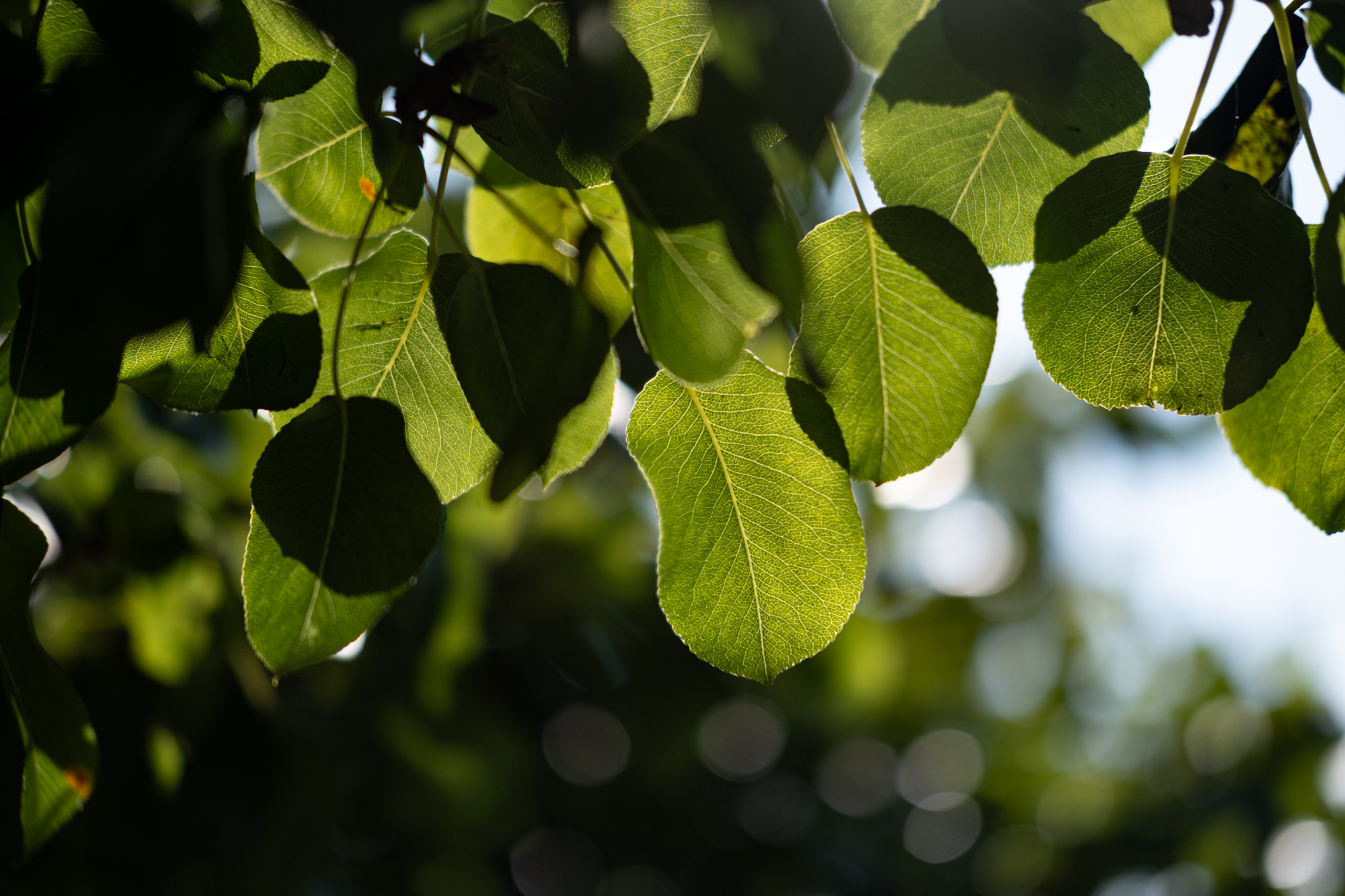 Fujifilm x pro4 1440