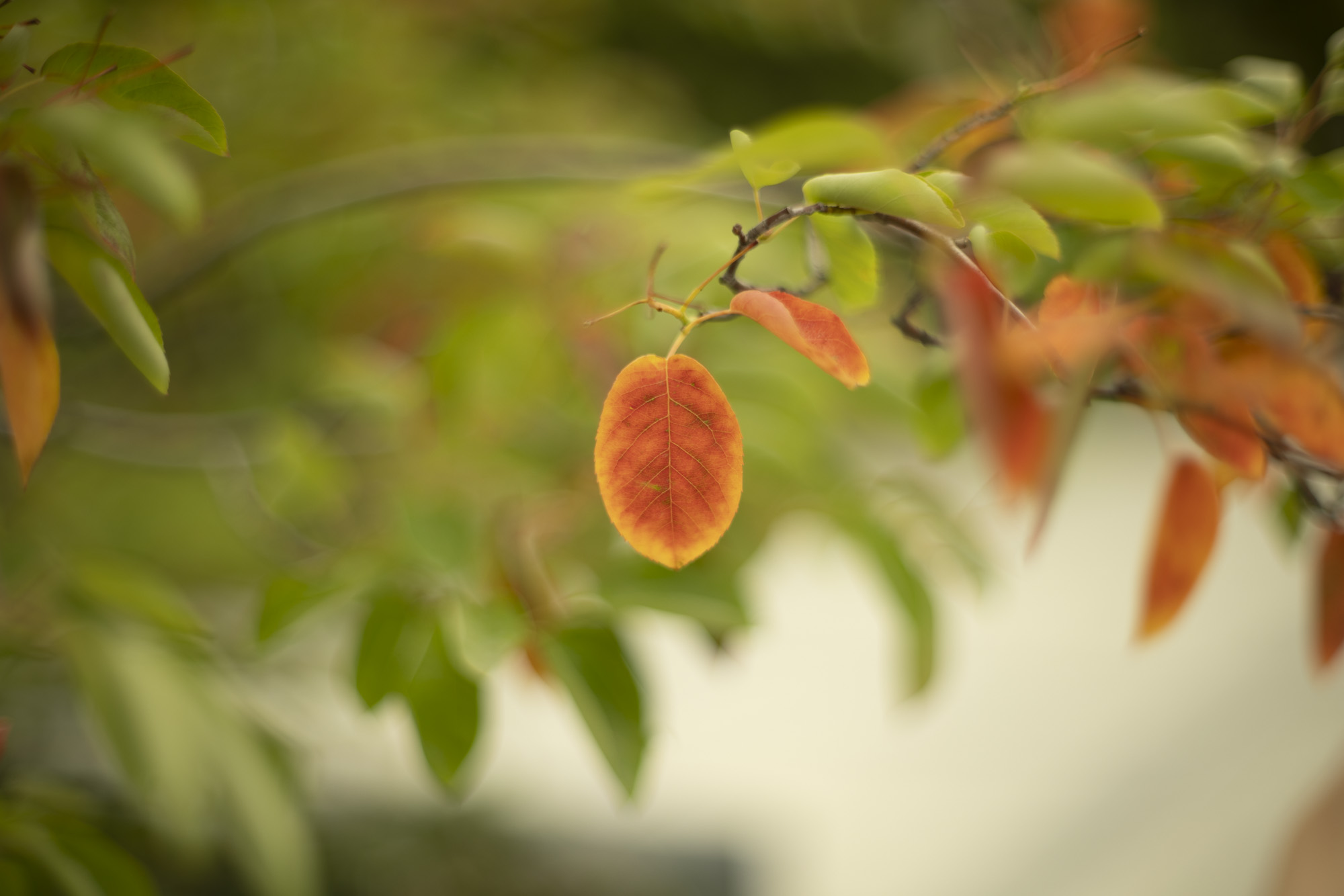 Super-Takumar 50mm F1.4
