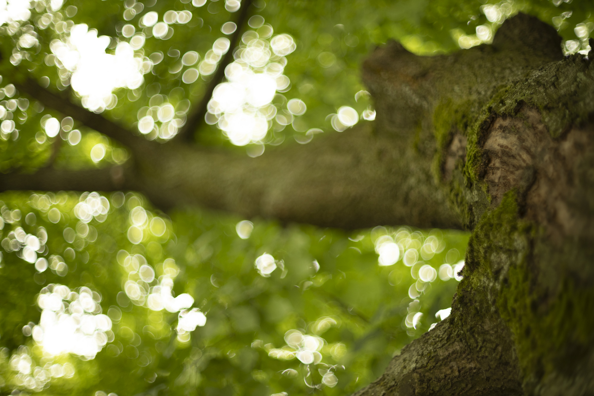 Super-Takumar 50mm F1.4