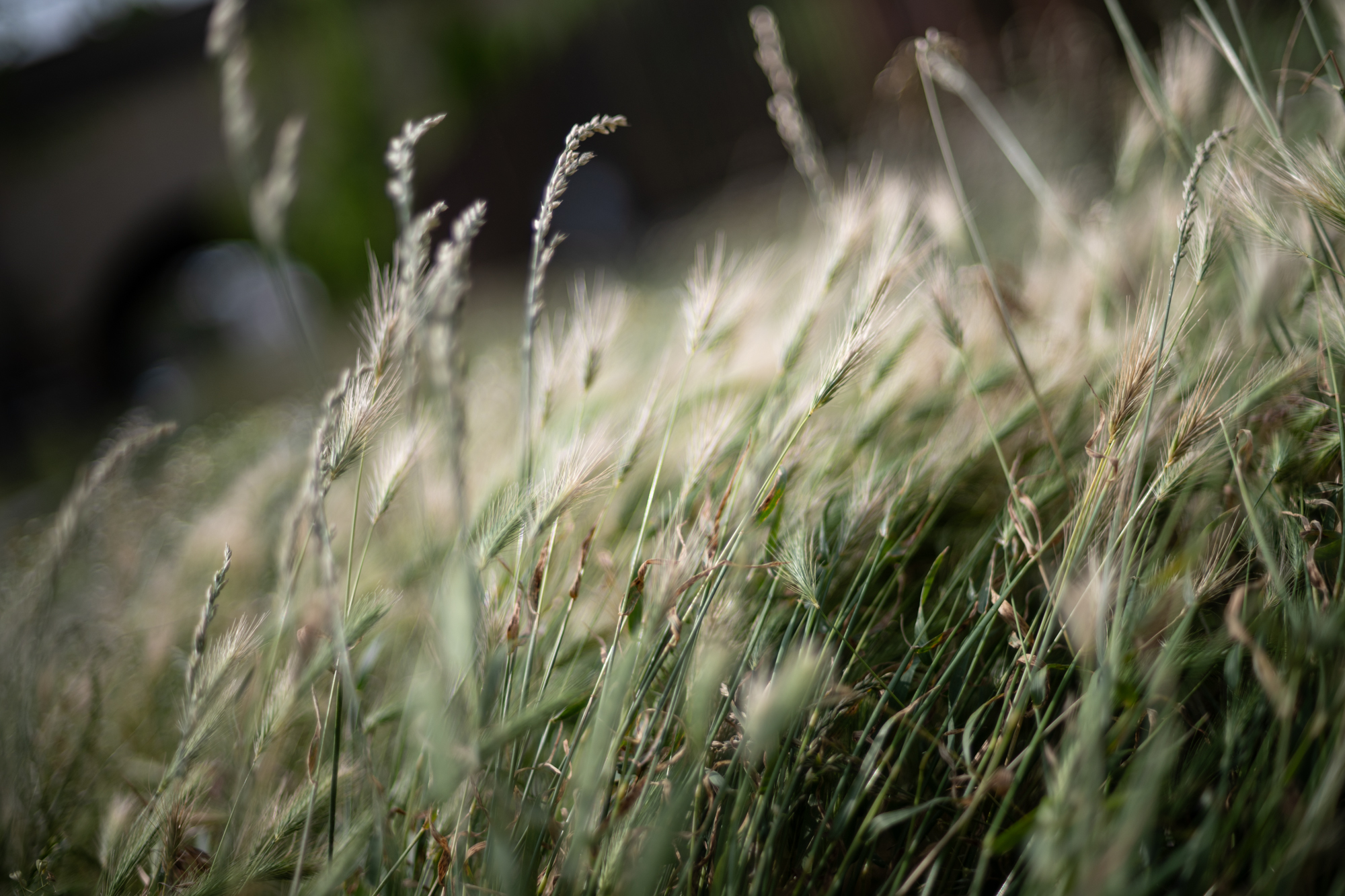 Nikkor 50mm F1.4 AI