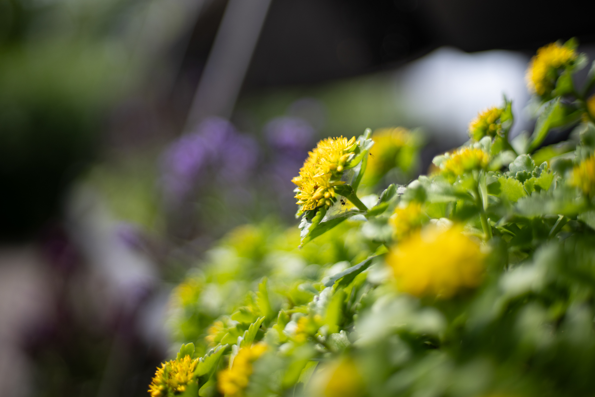 Nikkor 50mm F1.4 AI