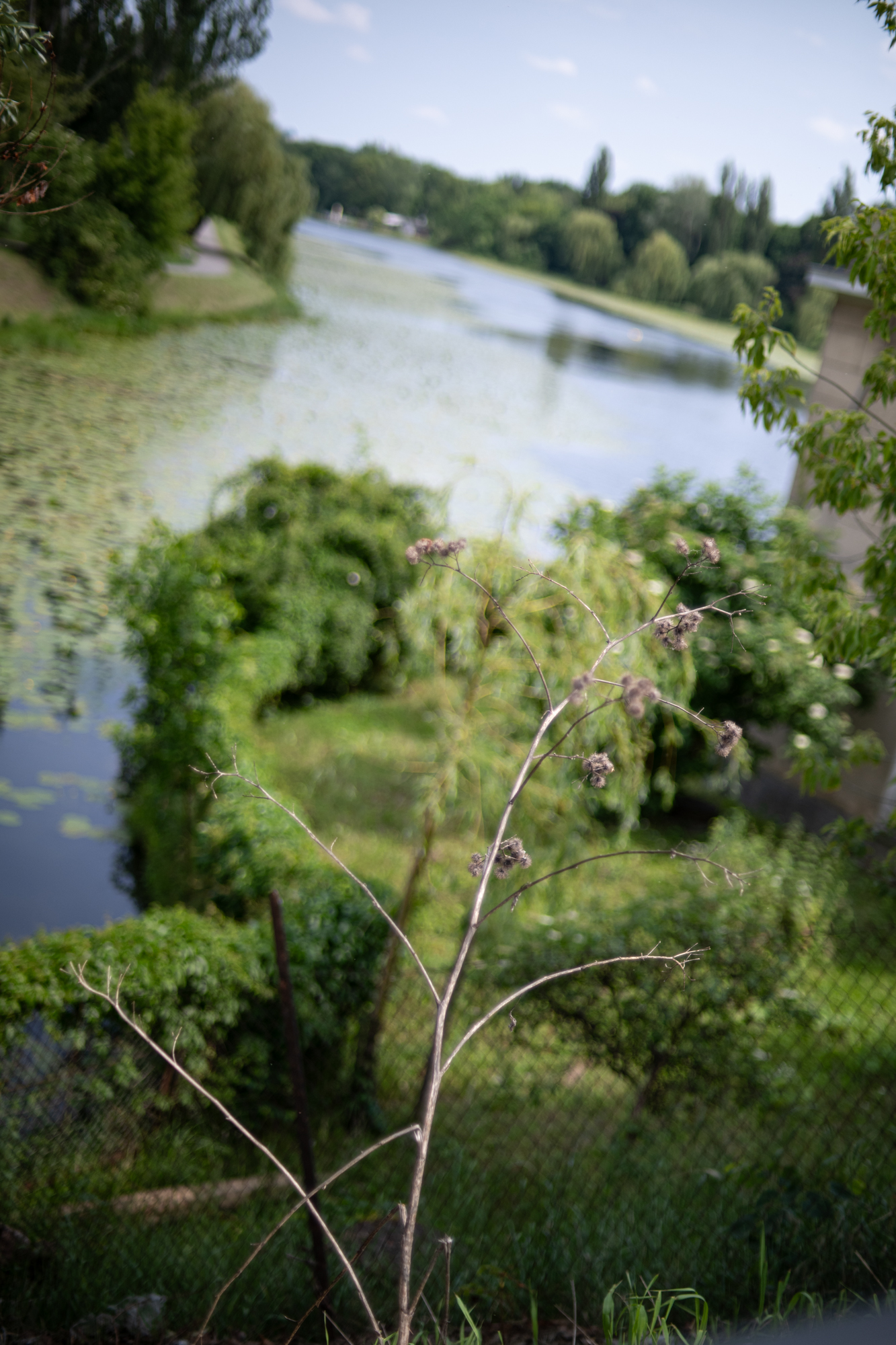 Nikkor 50mm F1.4 AI
