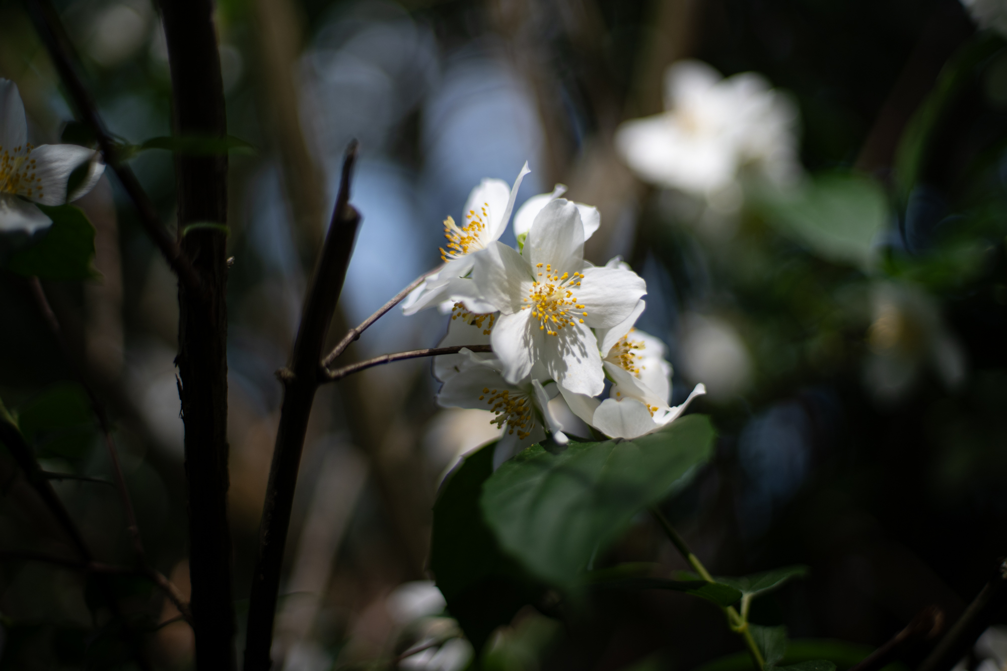Nikkor 50mm F1.4 AI