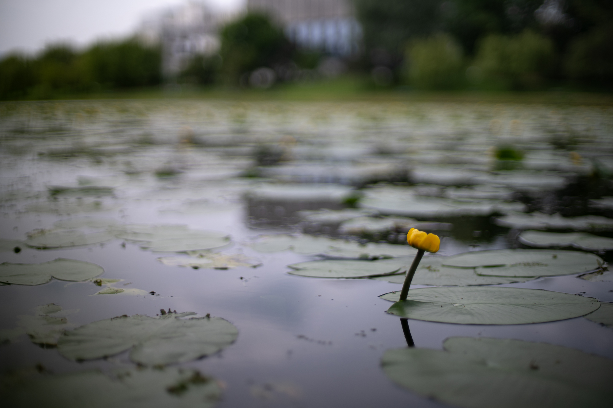 Nikkor 50mm F1.4 AI